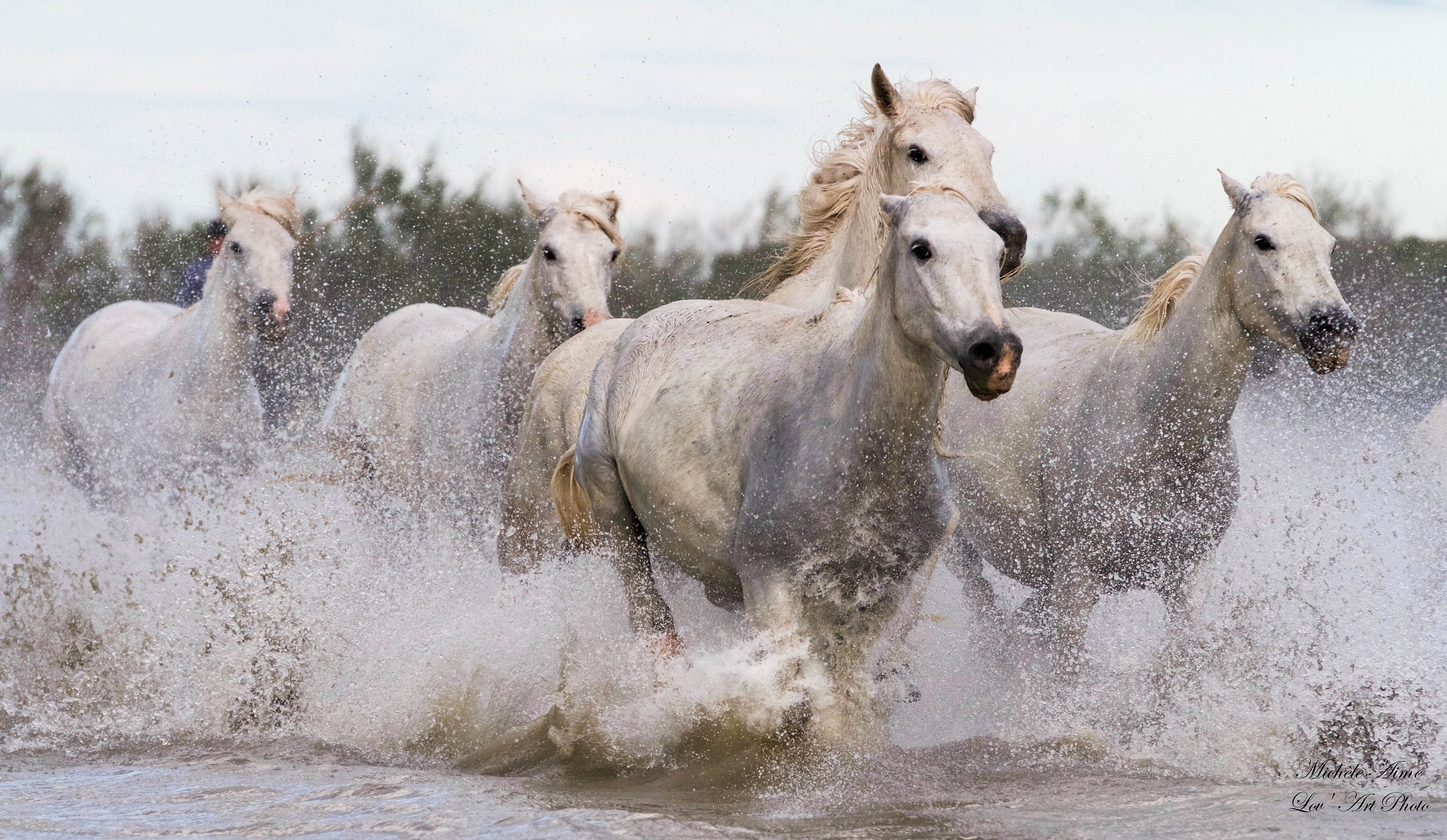 Download mobile wallpaper Water, Animal, Horse for free.