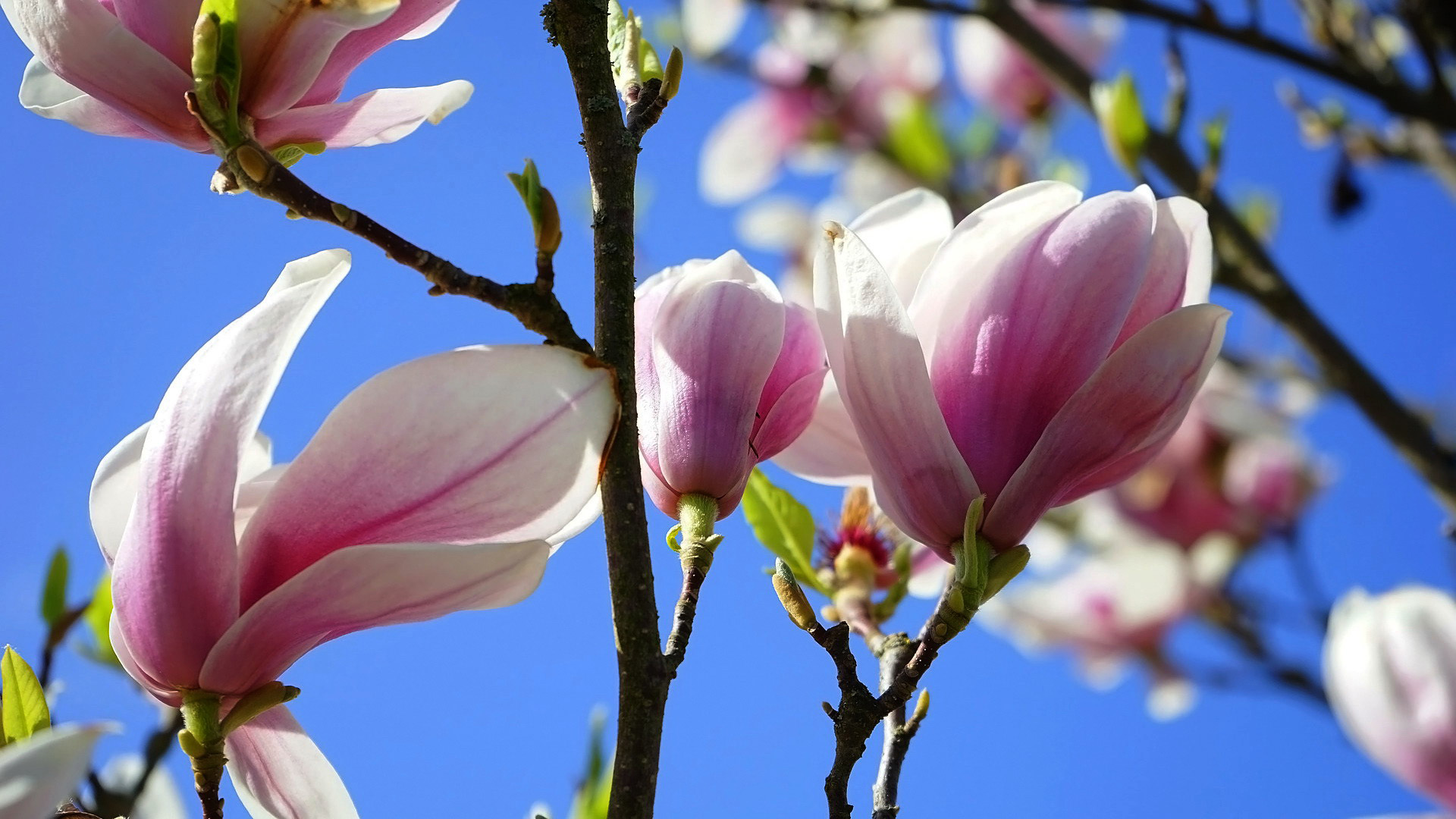 Téléchargez des papiers peints mobile Magnolia, Terre/nature gratuitement.