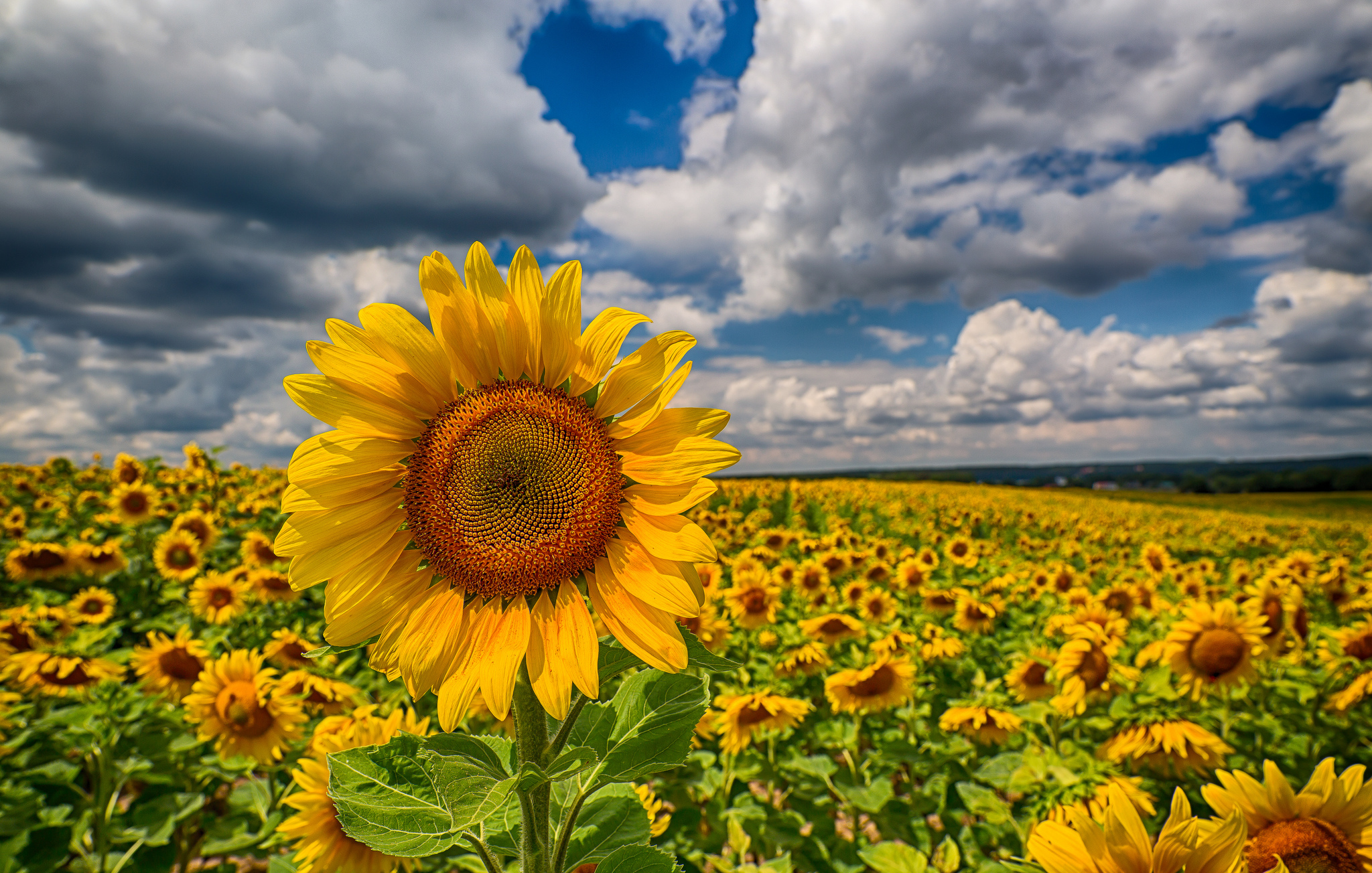 Download mobile wallpaper Sunflower, Flowers, Field, Earth, Cloud for free.