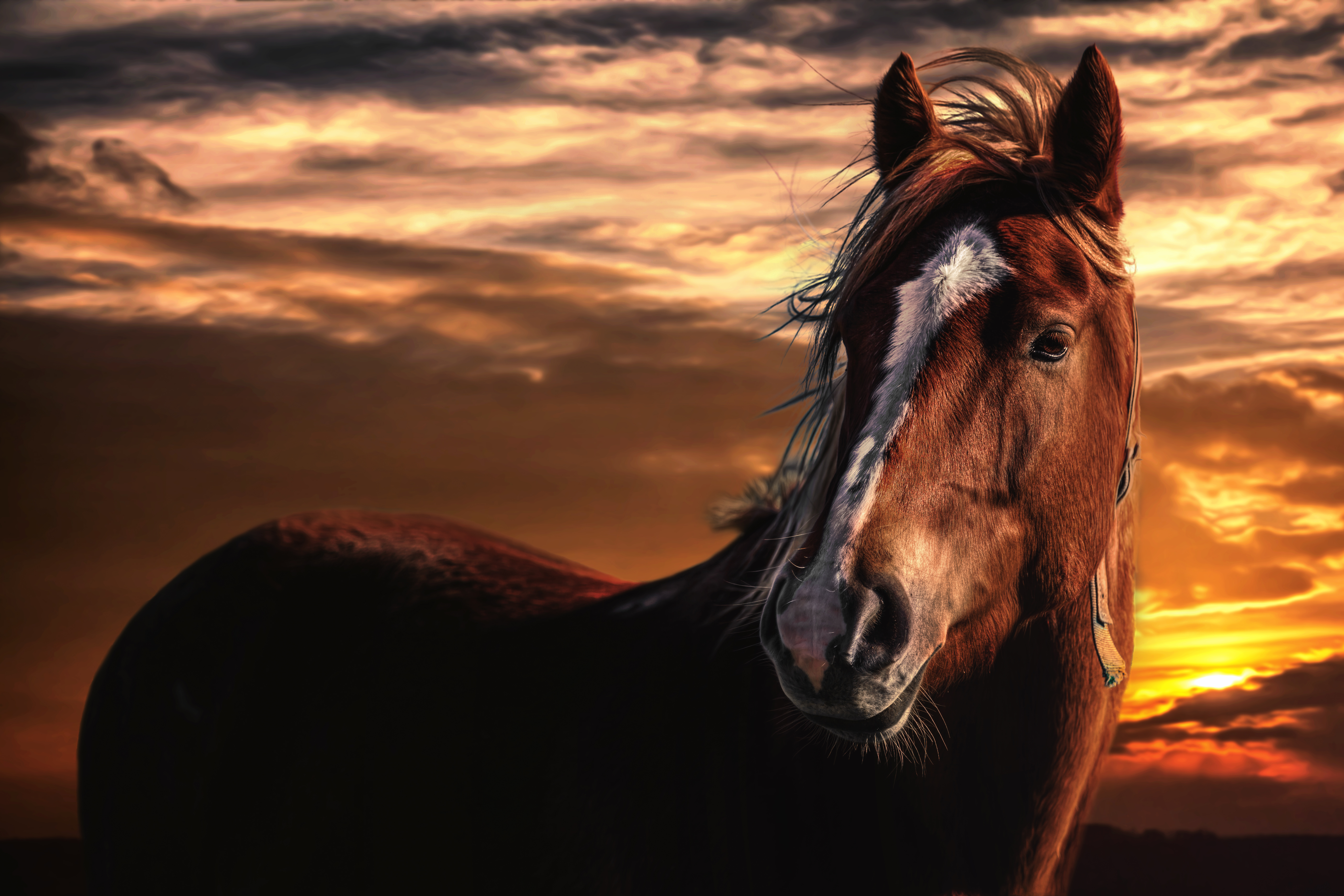 Download mobile wallpaper Sunset, Animal, Horse for free.