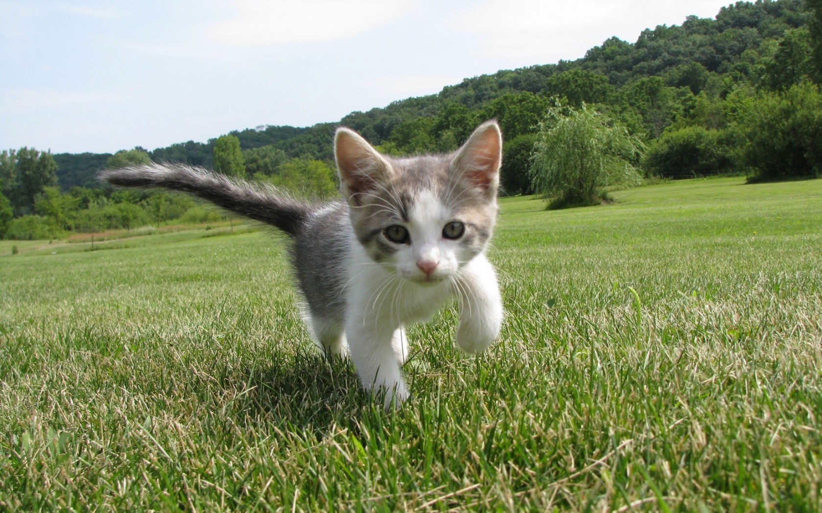 Descarga gratuita de fondo de pantalla para móvil de Animales, Gato.