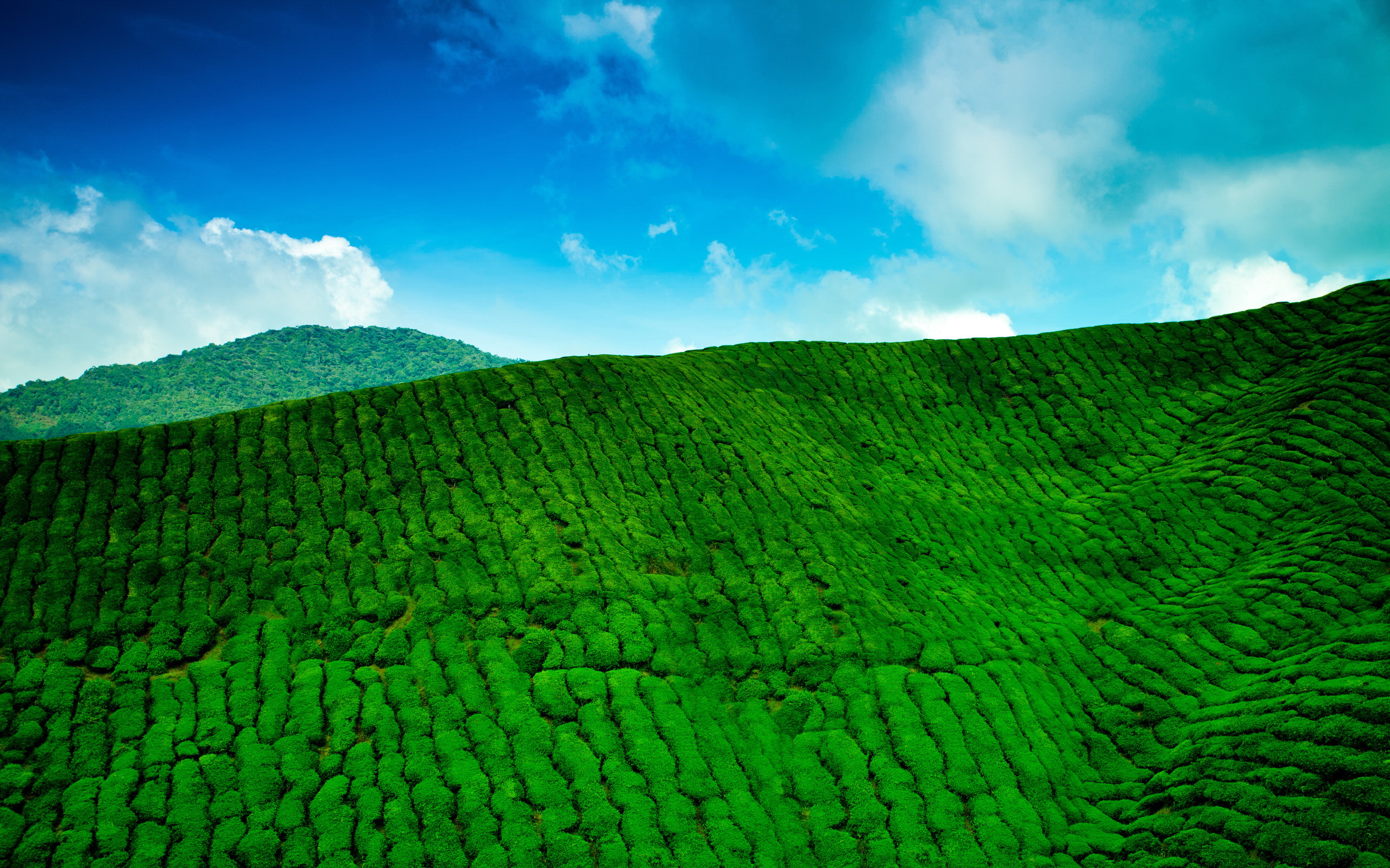 man made, tea plantation