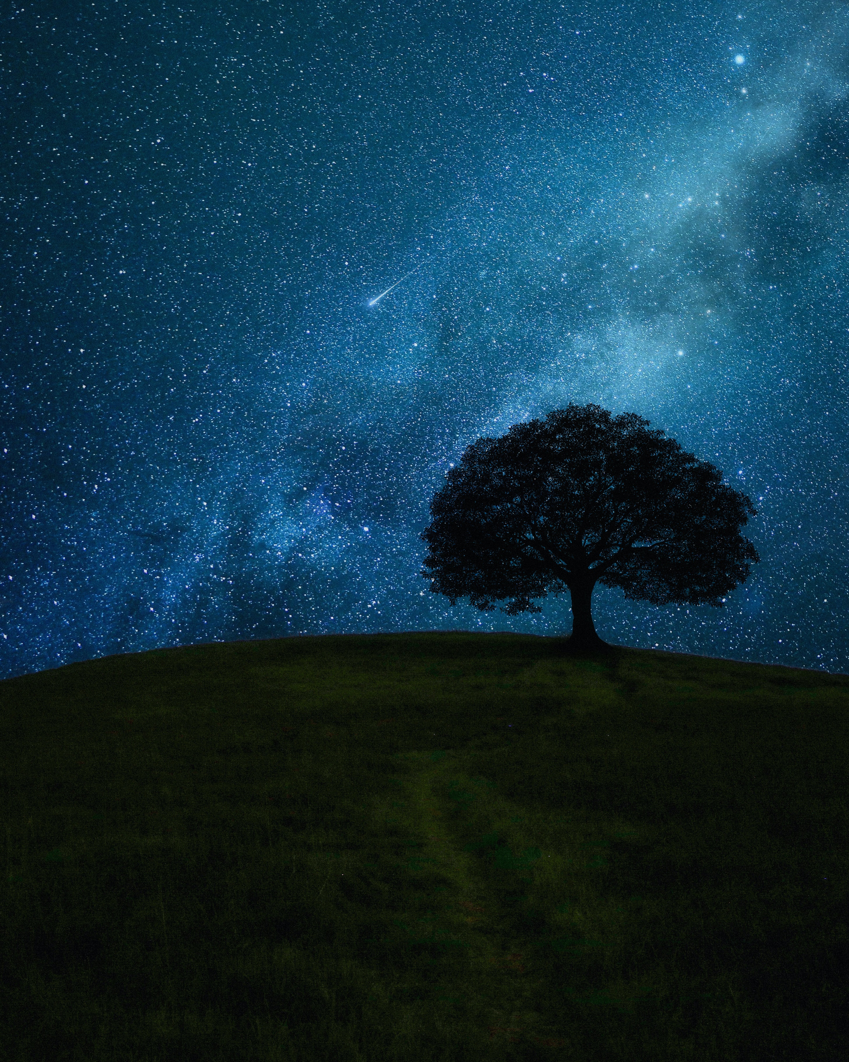 night, dark, stars, horizon, wood, tree, field download HD wallpaper