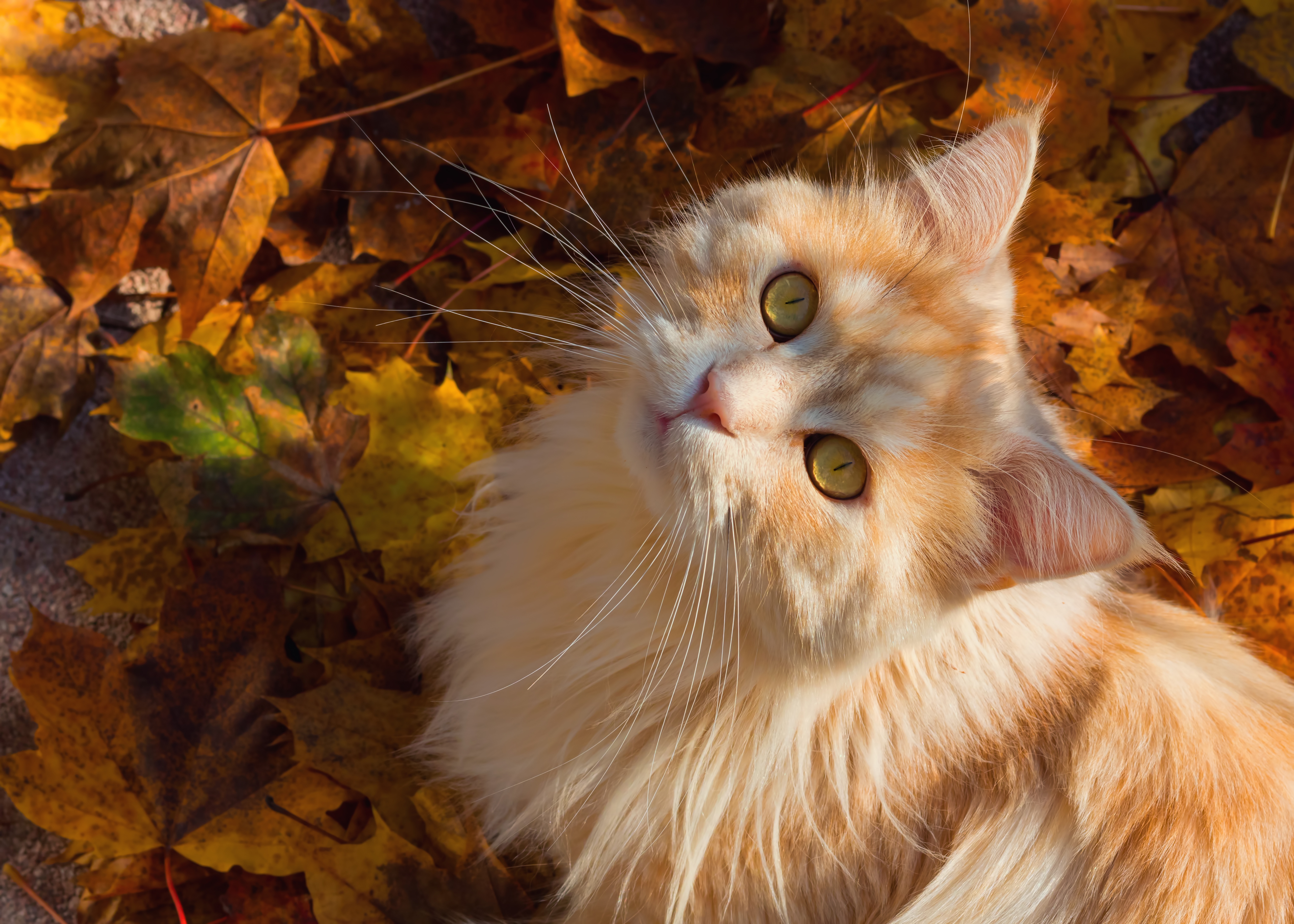 Скачать картинку Животные, Осень, Листва, Кошка, Кошки в телефон бесплатно.