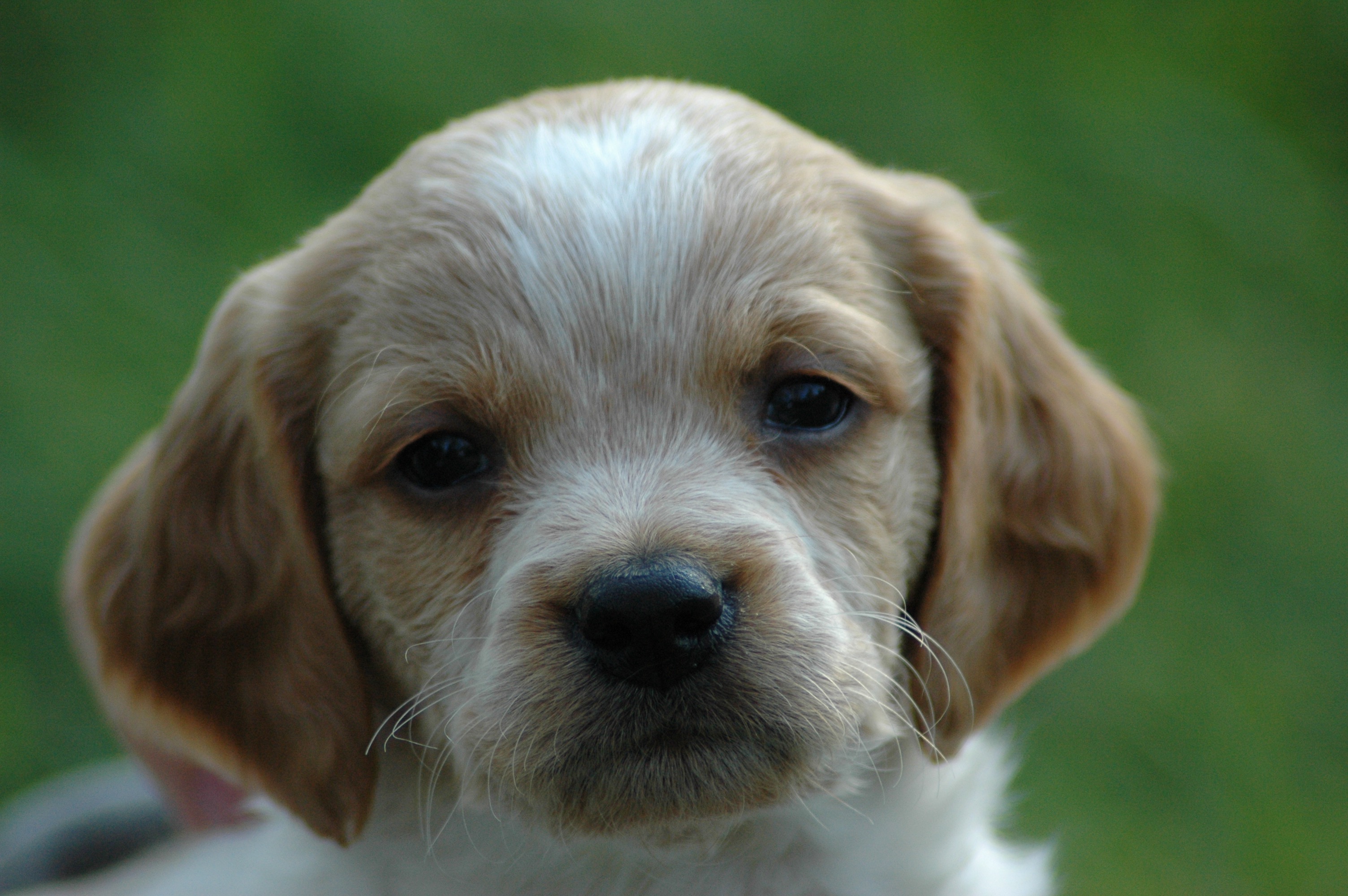 無料モバイル壁紙動物, 犬をダウンロードします。