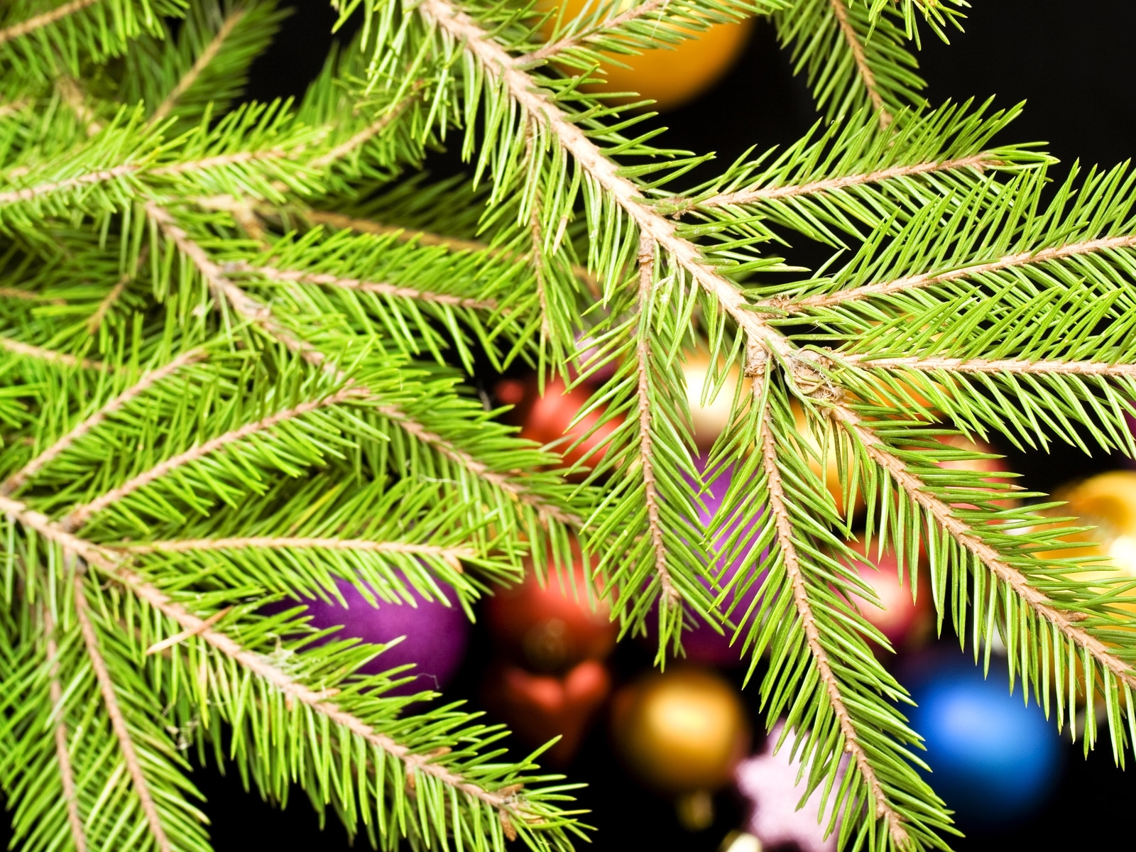 Download mobile wallpaper Needle, Fir Trees, Plants for free.