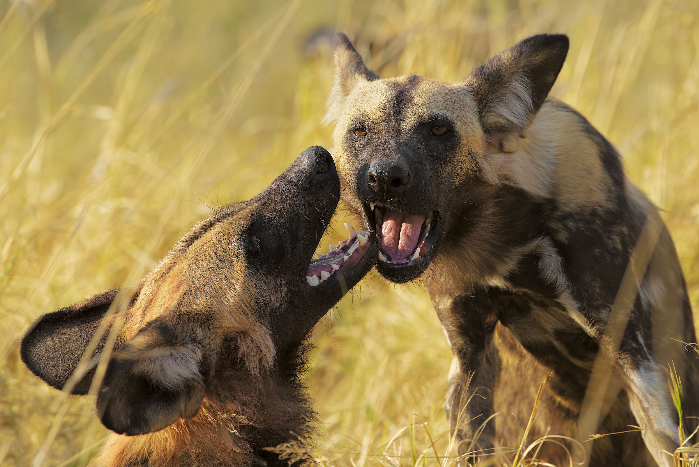 992258 baixar papel de parede animais, cão selvagem africano - protetores de tela e imagens gratuitamente