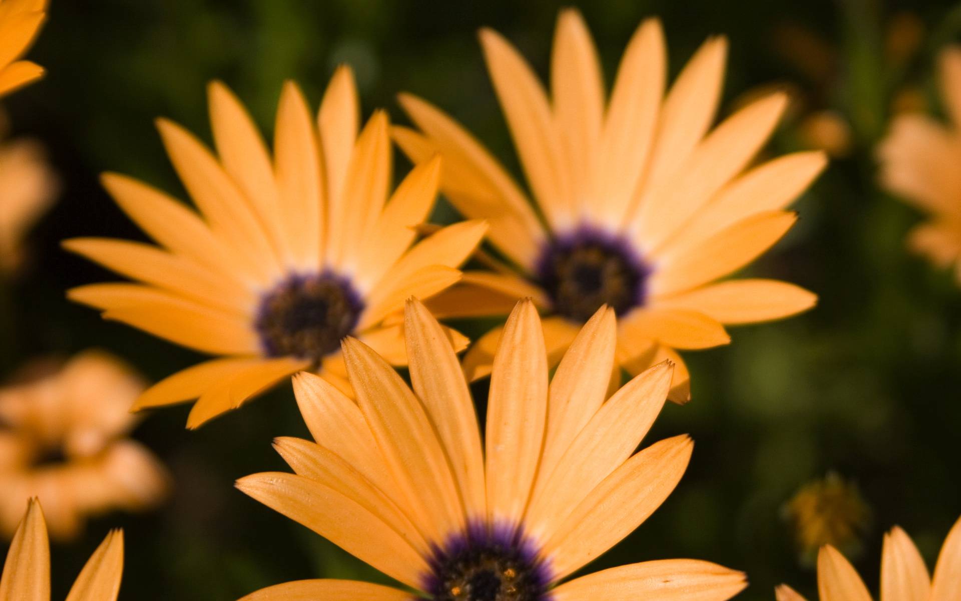 Téléchargez gratuitement l'image Fleurs, Fleur, Terre/nature sur le bureau de votre PC