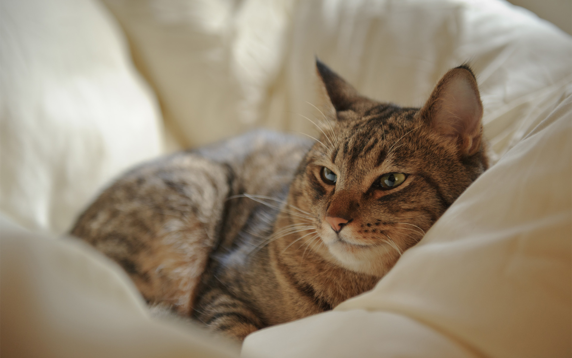 Baixe gratuitamente a imagem Animais, Gatos, Gato na área de trabalho do seu PC