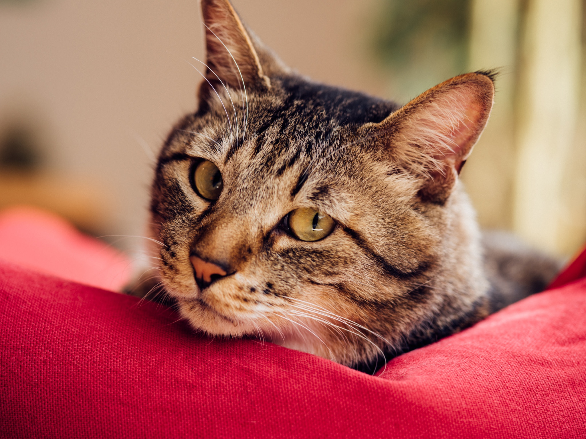 無料モバイル壁紙動物, ネコ, 猫, 閉じる, 見詰めるをダウンロードします。