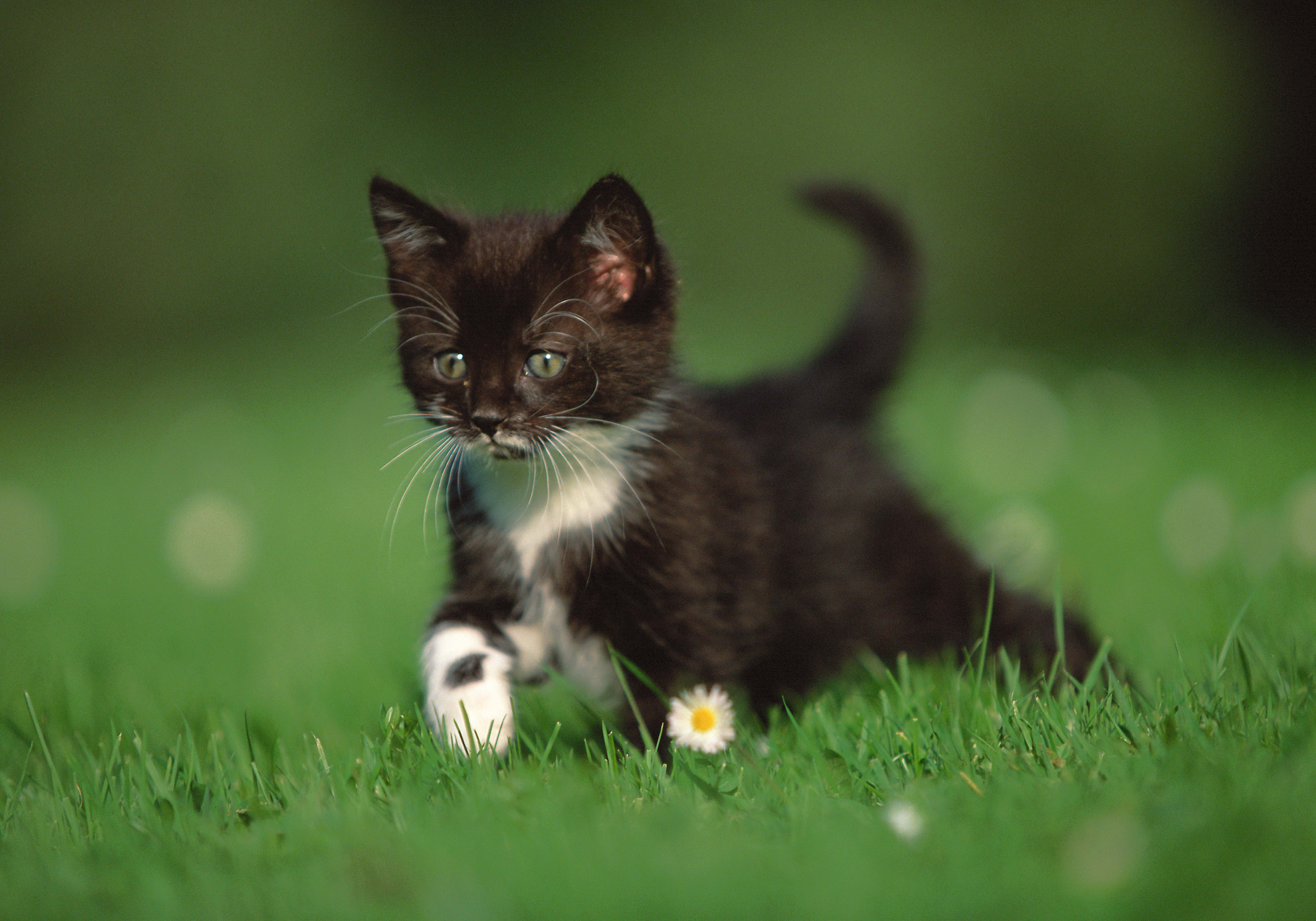 Free download wallpaper Animals, Grass, Kitty, Stroll, Chamomile, Paws, Kitten, Camomile on your PC desktop