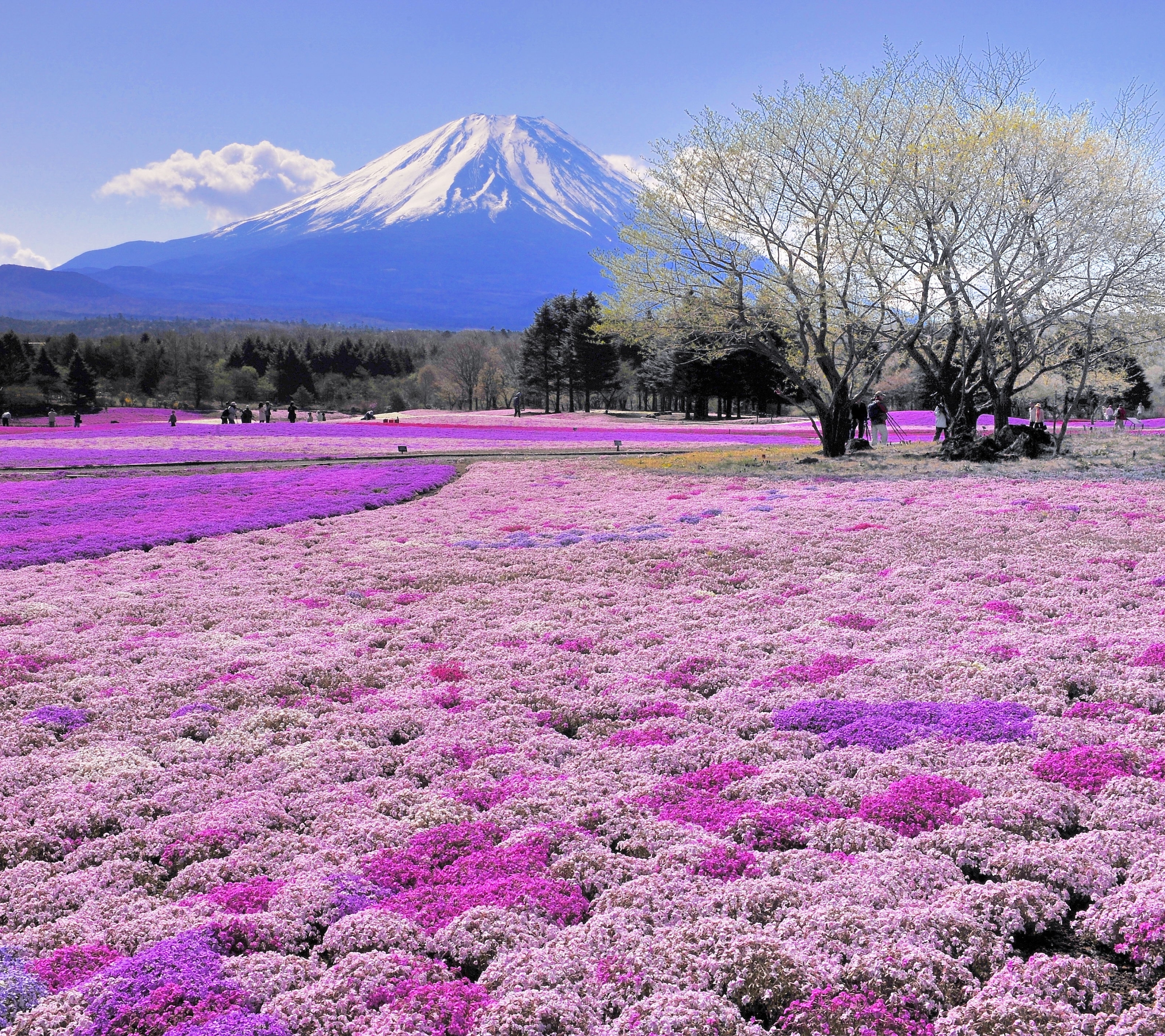 Baixar papel de parede para celular de Montanha, Flor, Árvore, Campo, Monte Fuji, Vulcões, Terra/natureza gratuito.