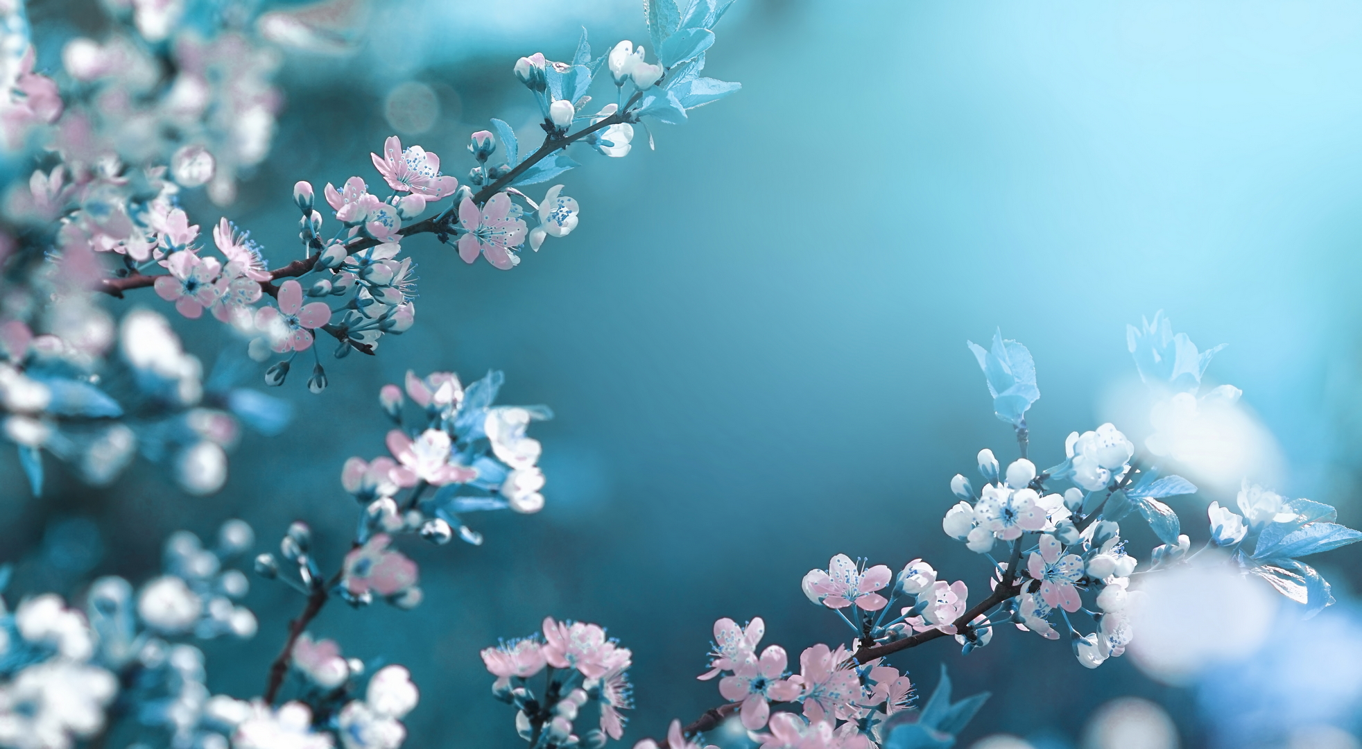 Téléchargez gratuitement l'image Fleurs, Floraison, Terre/nature sur le bureau de votre PC