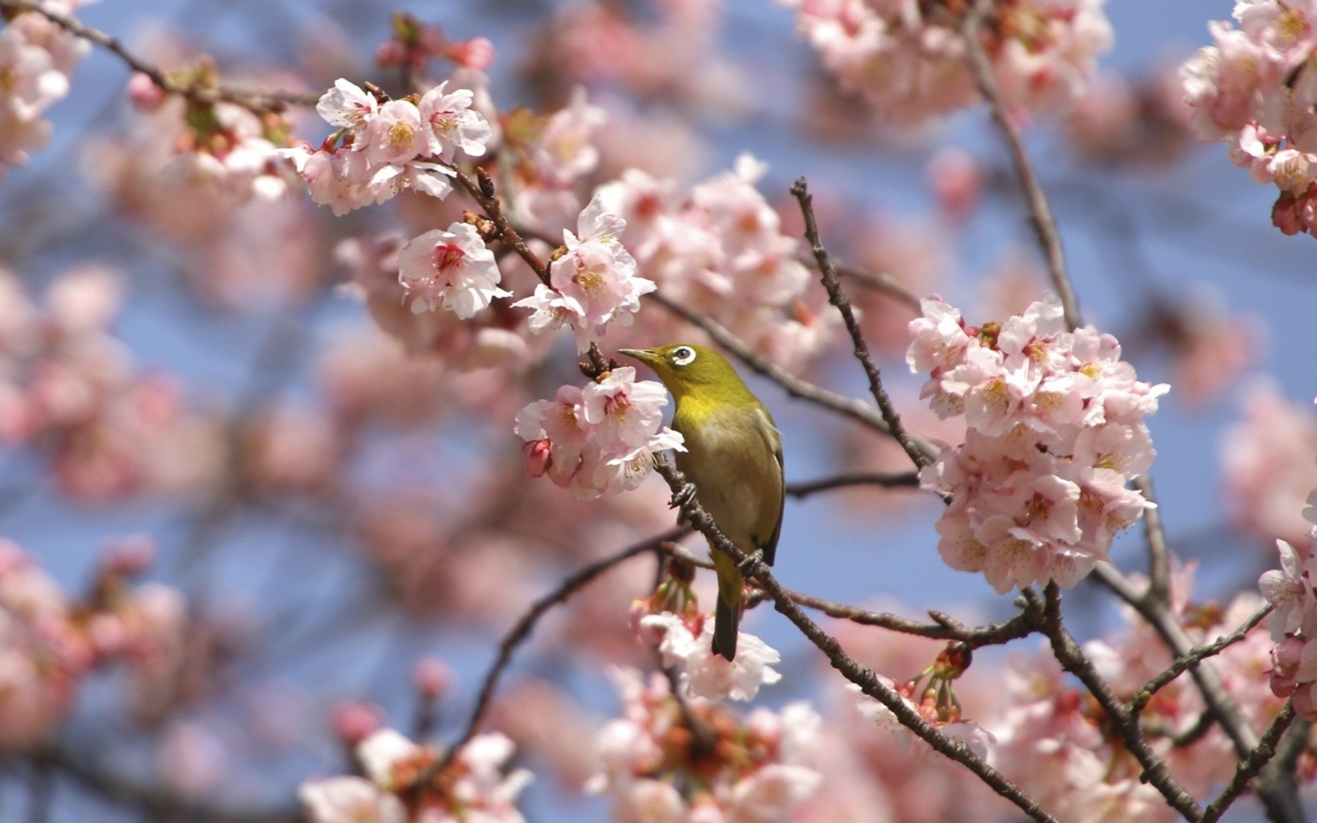 PCデスクトップに鳥, 動物画像を無料でダウンロード