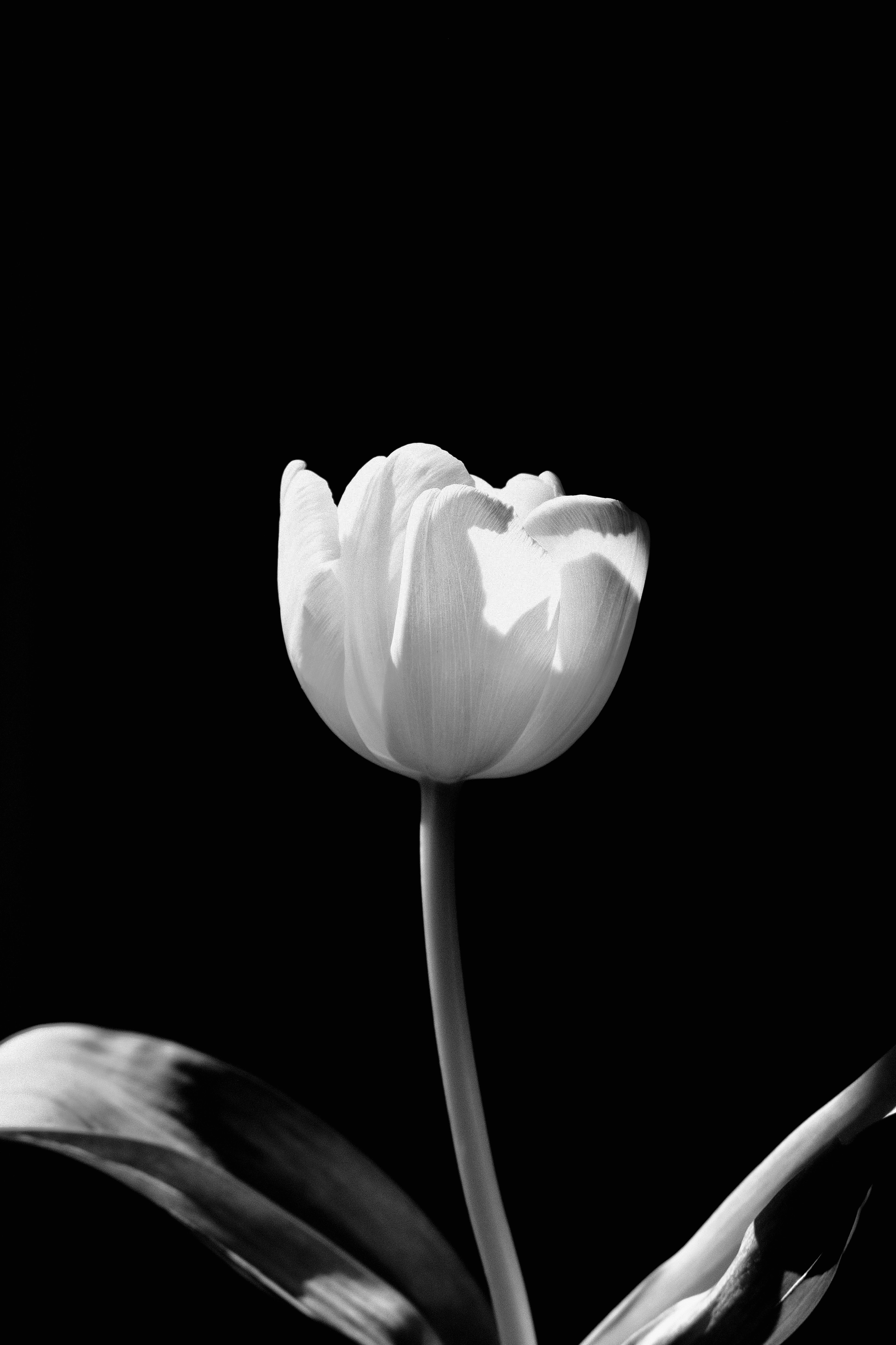 Download mobile wallpaper Chb, Flowers, Flower, Bw, Tulip for free.