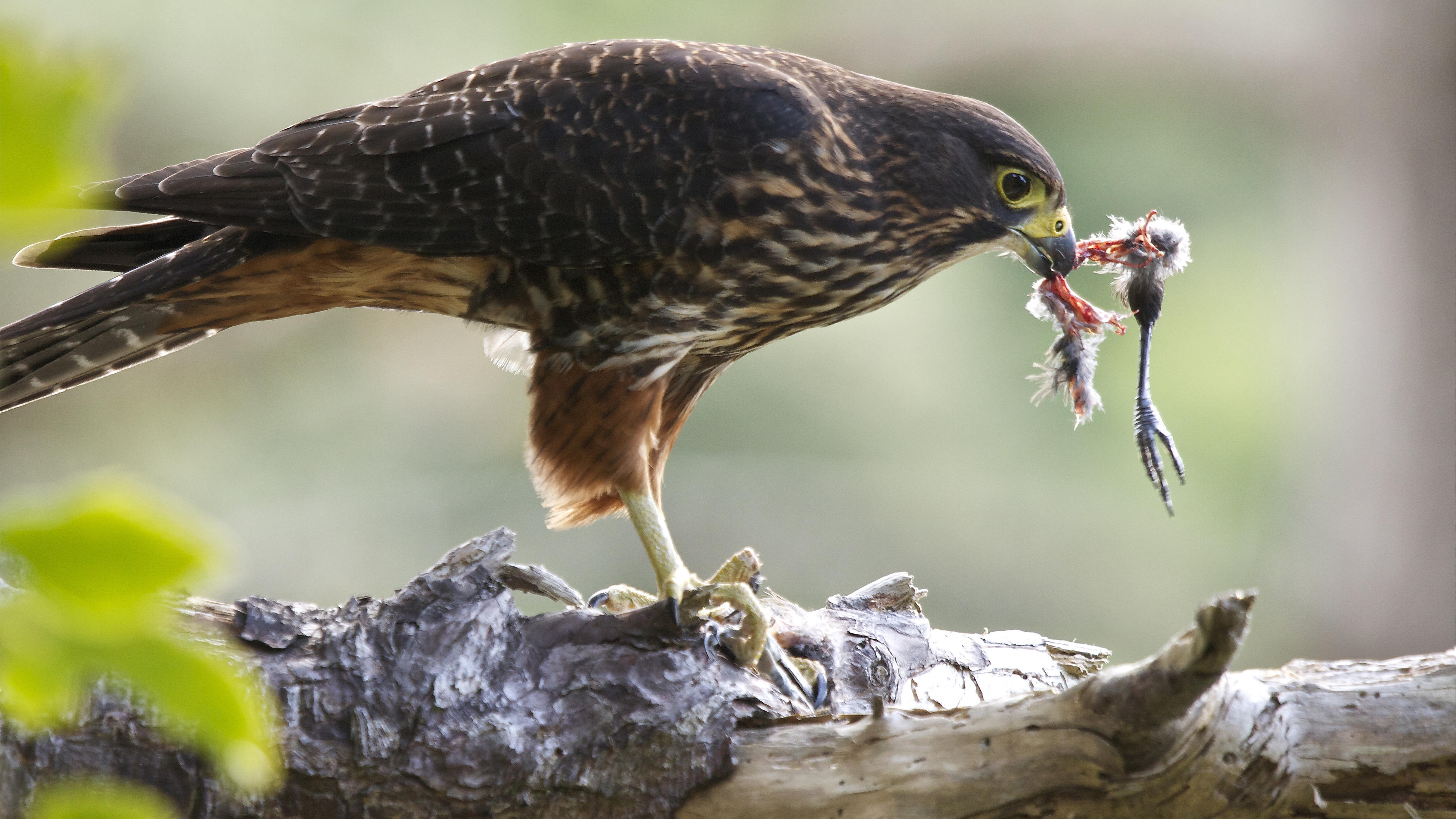 Laden Sie das Tiere, Vögel, Falke-Bild kostenlos auf Ihren PC-Desktop herunter