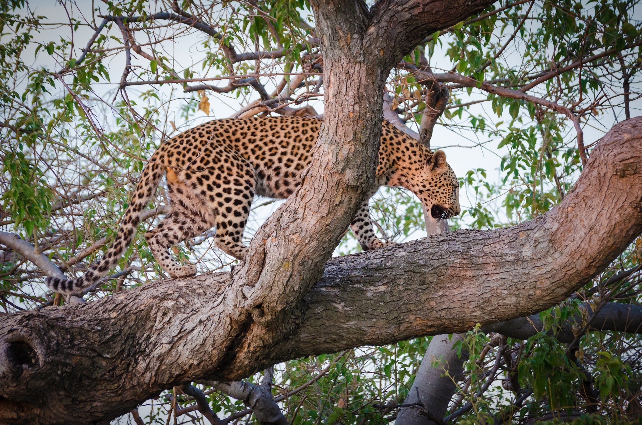 Baixar papel de parede para celular de Animais, Gatos, Leopardo gratuito.