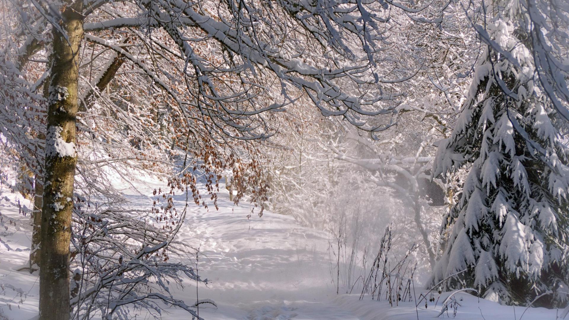 Téléchargez des papiers peints mobile Hiver, Forêt, Arbre, Terre/nature, Neiger gratuitement.