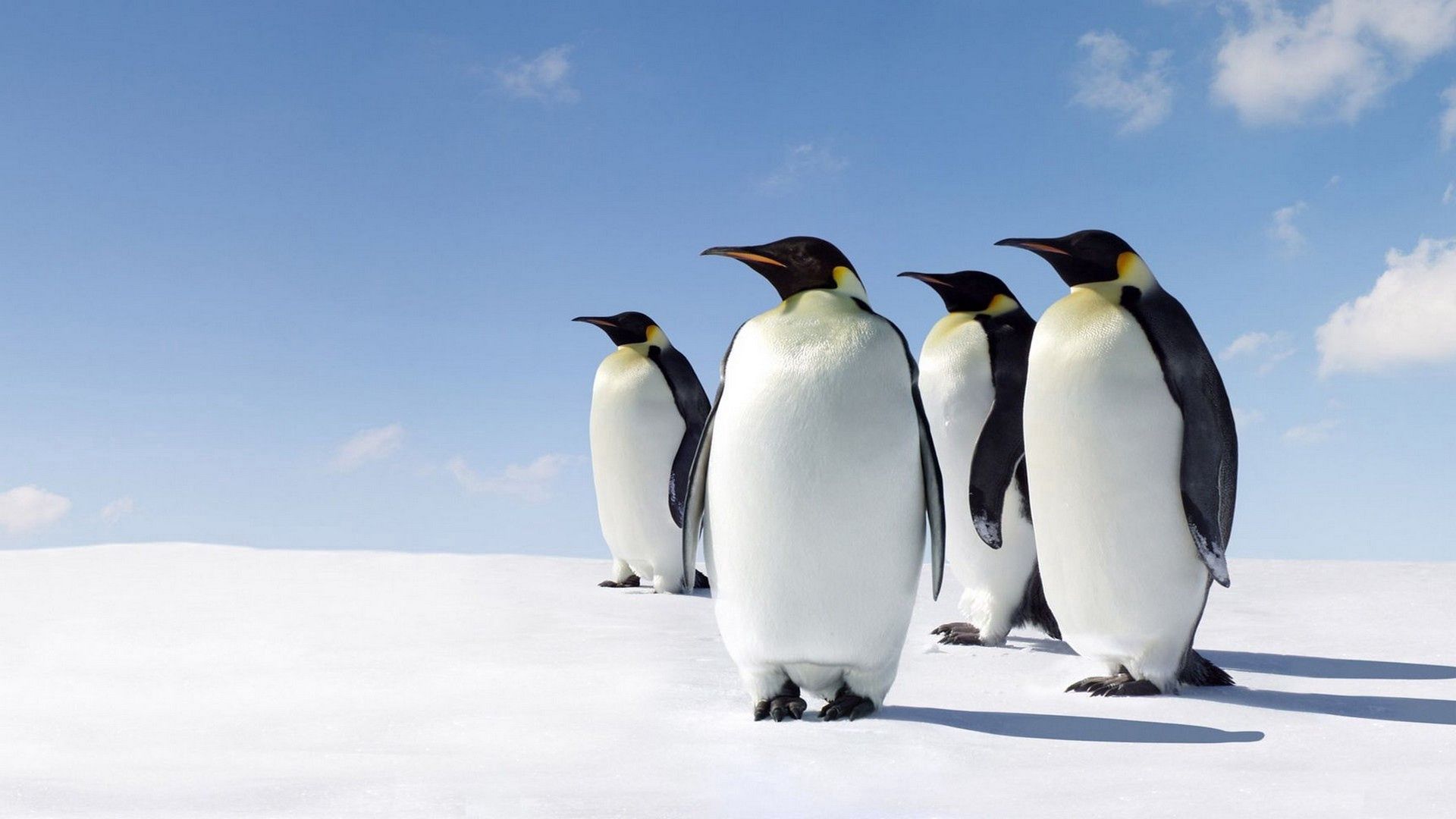 71903 скачать обои пингвины, животные, снег, прогулка - заставки и картинки бесплатно