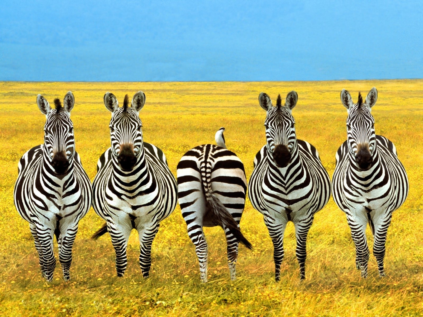 44398 скачать картинку поля, животные, зебры, желтые - обои и заставки бесплатно