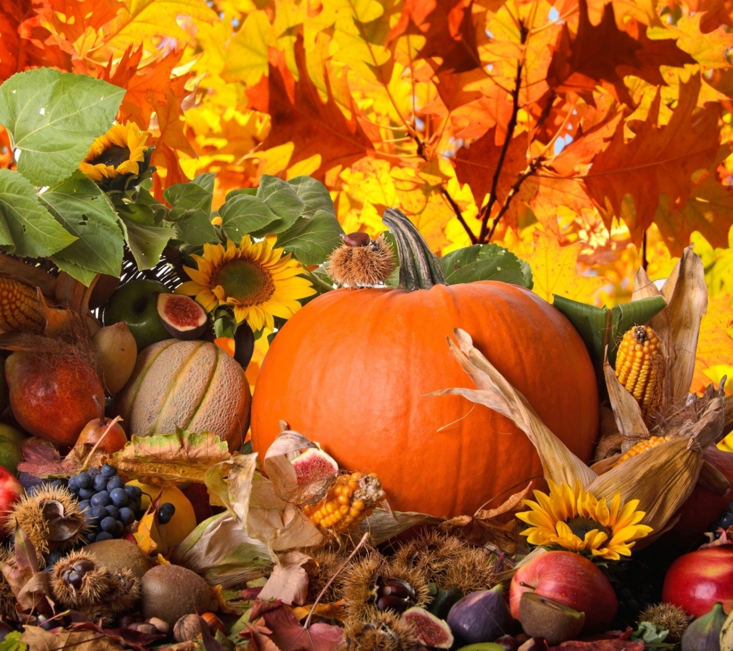 PCデスクトップに自然, 秋, 葉, 花, シーズン, 感謝祭, ホリデー画像を無料でダウンロード