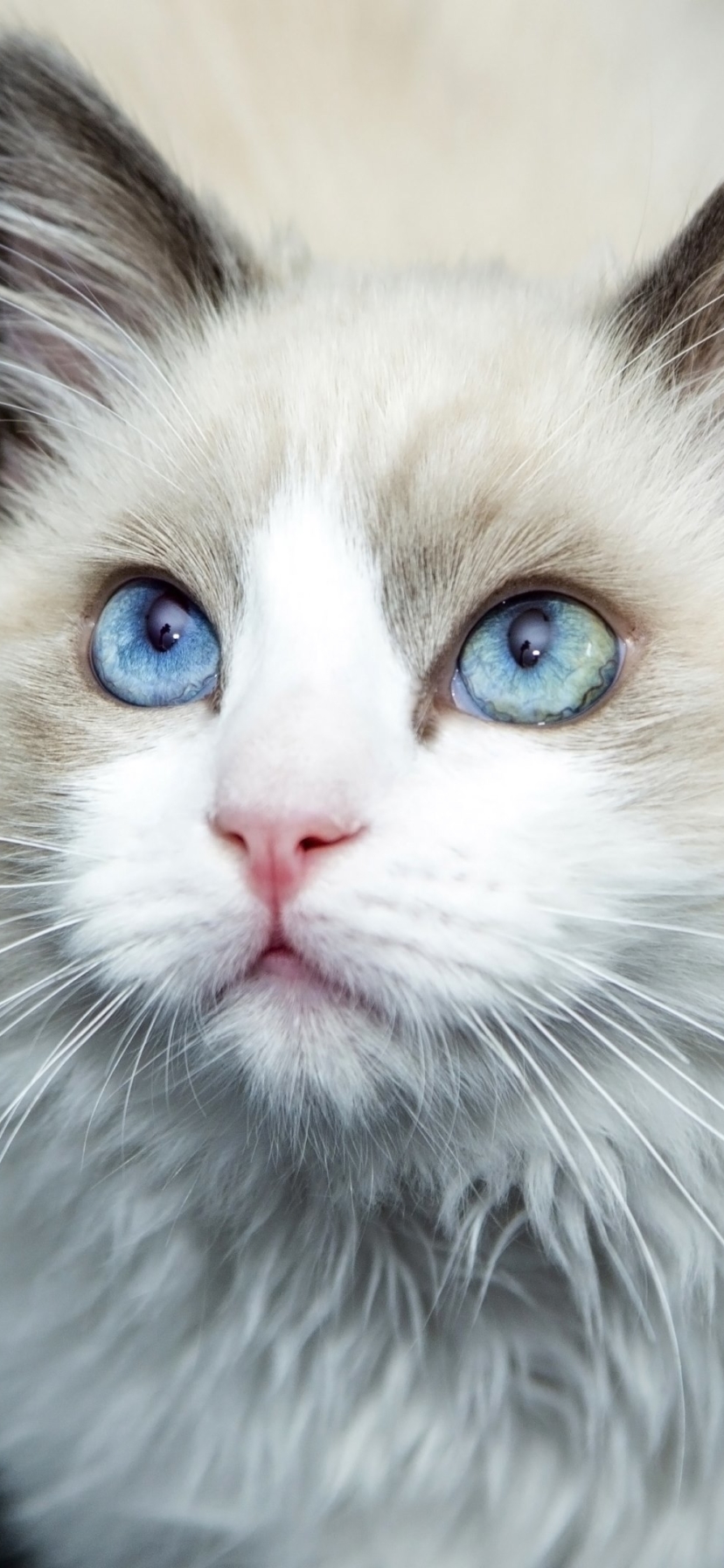 Descarga gratuita de fondo de pantalla para móvil de Animales, Gatos, Gato, Ojos Azules.