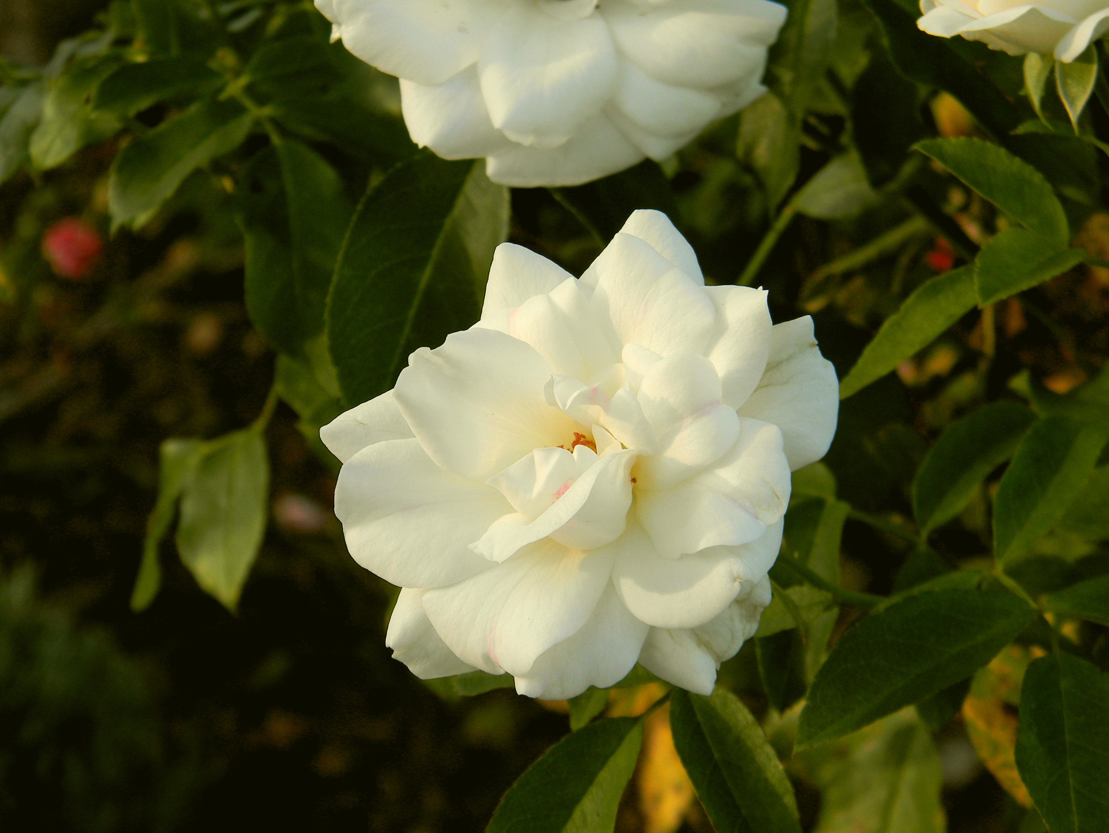 Скачать картинку Флауэрсы, Белый, Природа, Цветок, Роза, Земля/природа в телефон бесплатно.