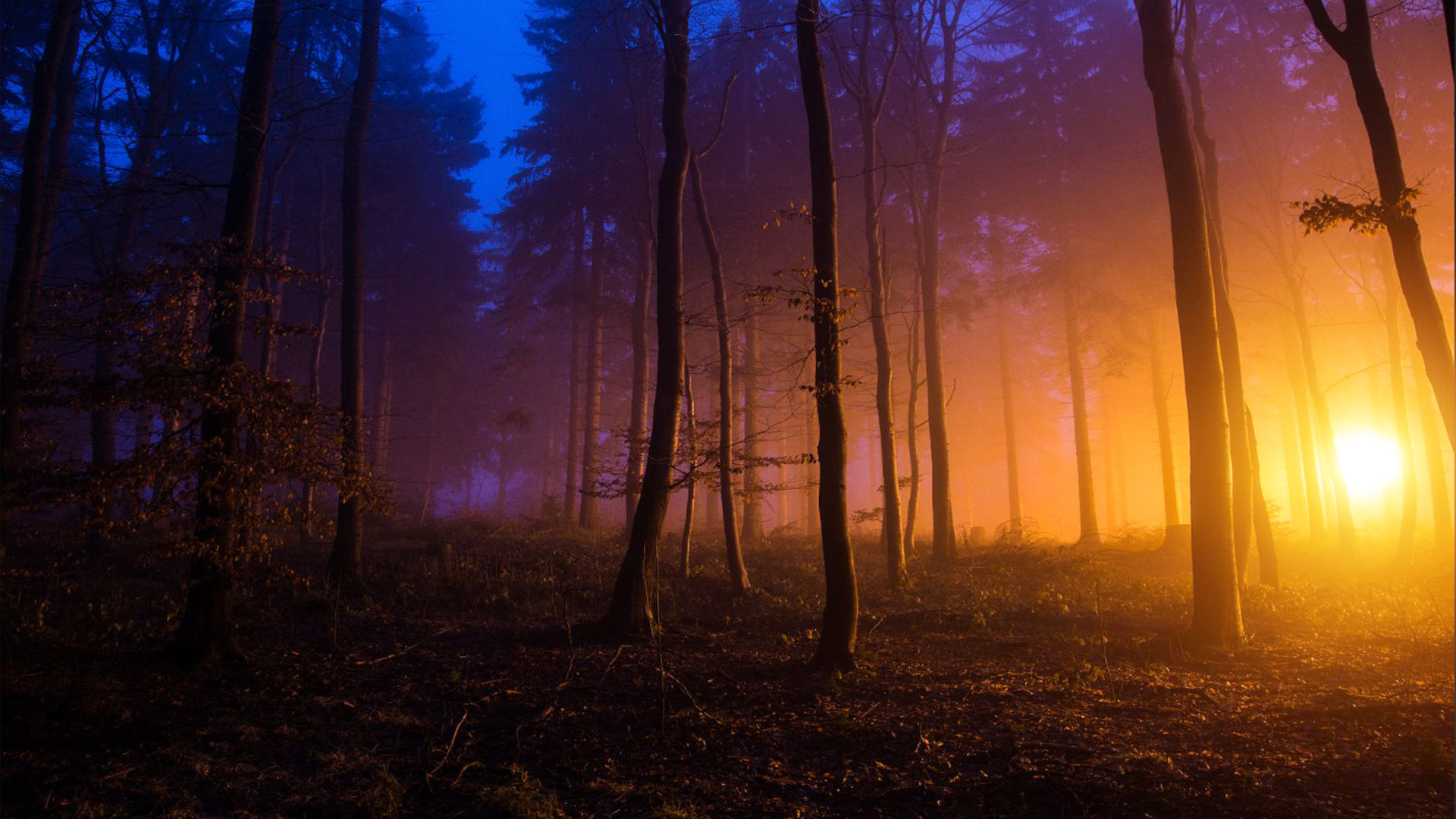 Téléchargez gratuitement l'image Coucher De Soleil, Forêt, Arbre, Ciel, La Nature, Terre/nature sur le bureau de votre PC