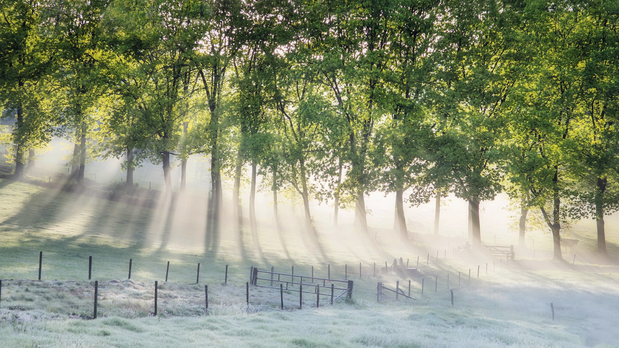 Handy-Wallpaper Natur, Nebel, Sonnenstrahl, Erde/natur kostenlos herunterladen.