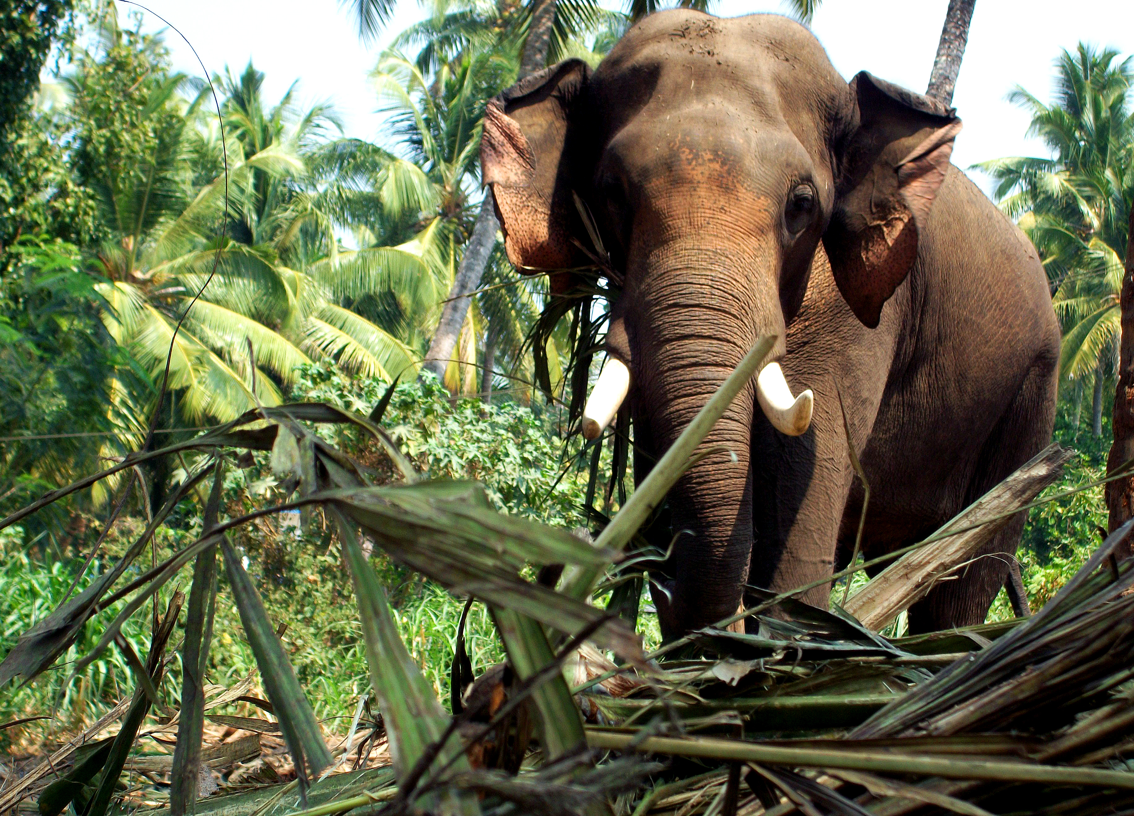 1521553 descargar imagen animales, elefante asiático, elefantes: fondos de pantalla y protectores de pantalla gratis
