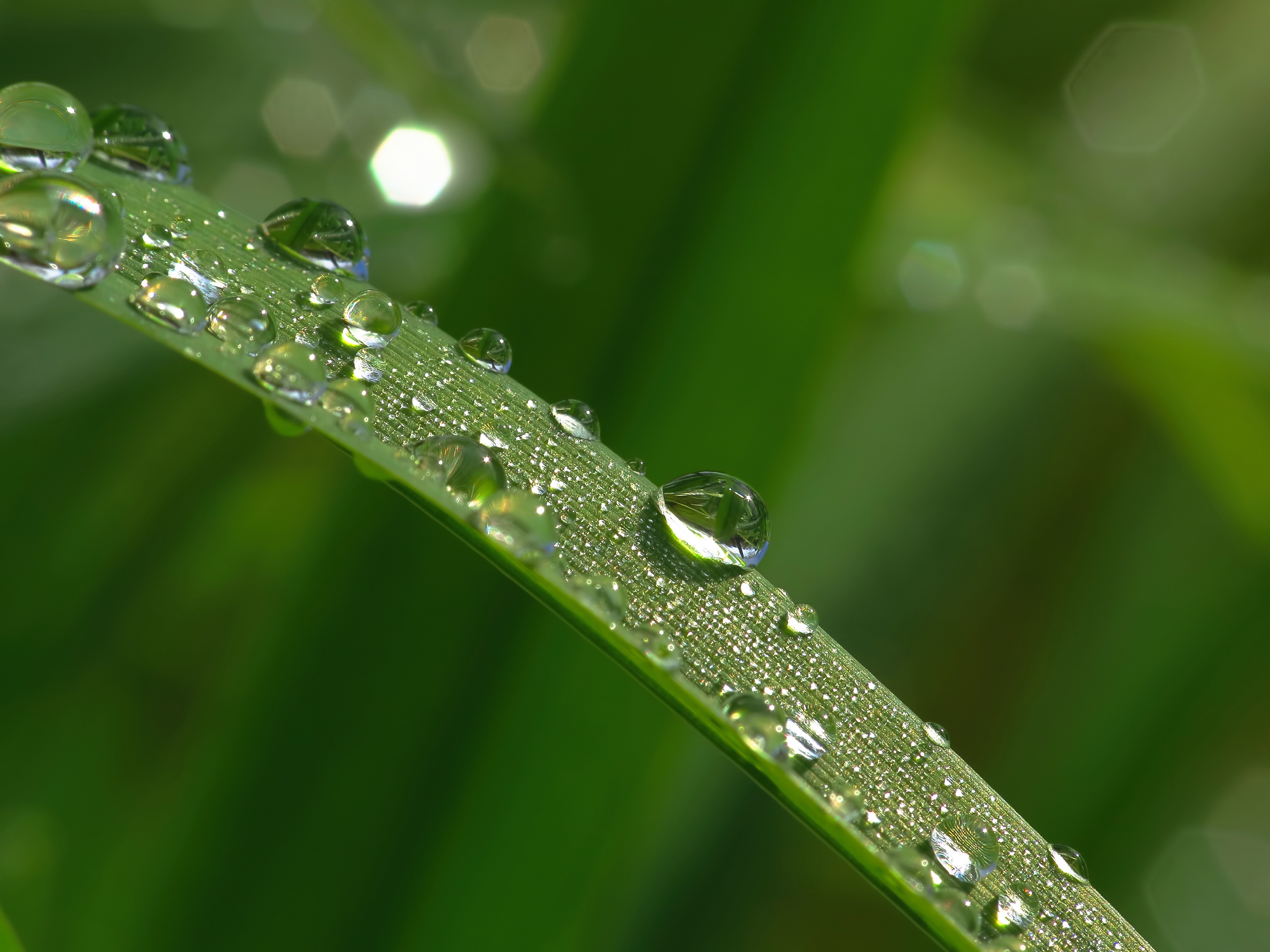 Free download wallpaper Nature, Macro, Earth, Water Drop on your PC desktop