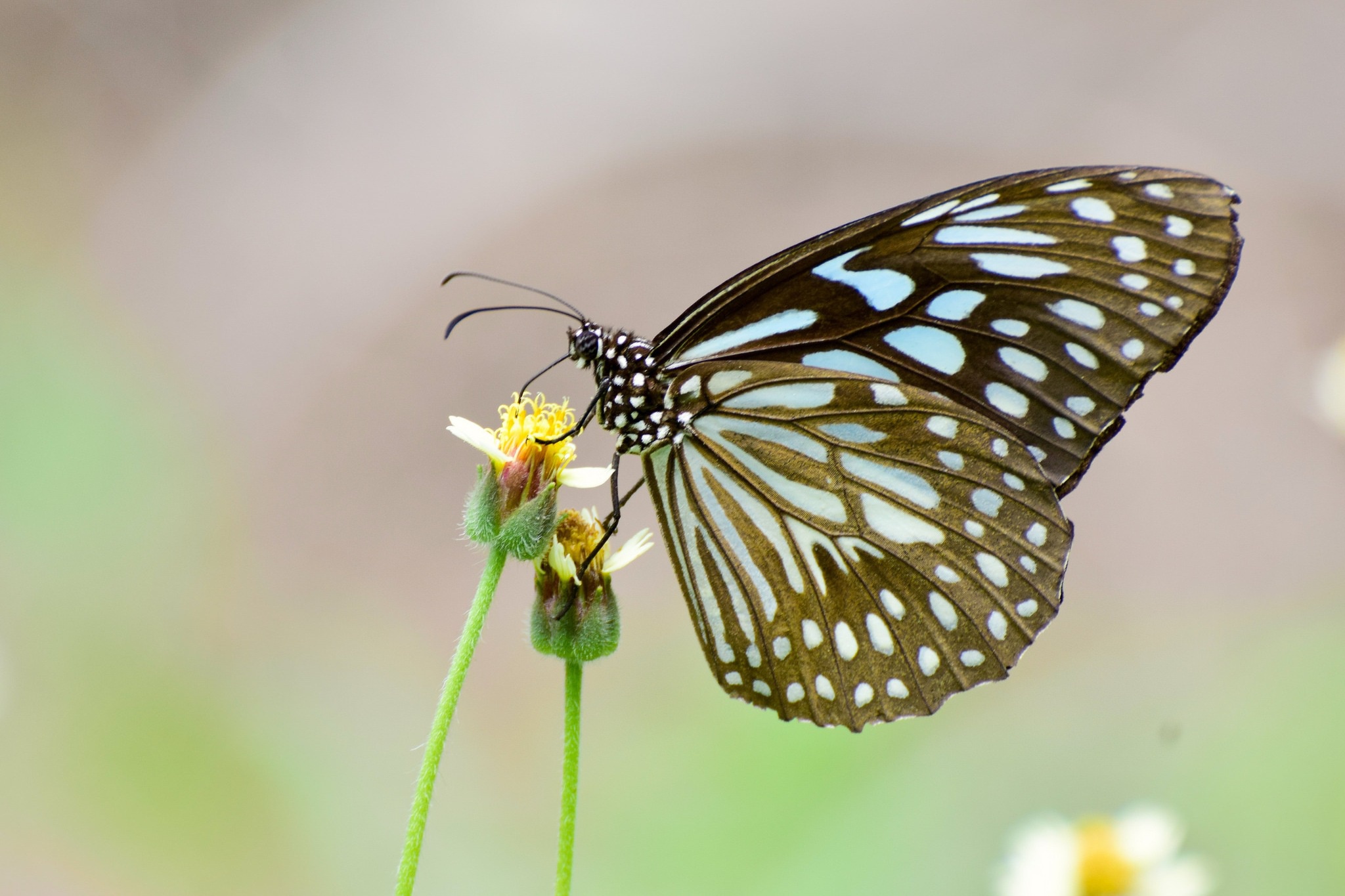 Descarga gratuita de fondo de pantalla para móvil de Animales, Insecto, Mariposa, Macrofotografía.