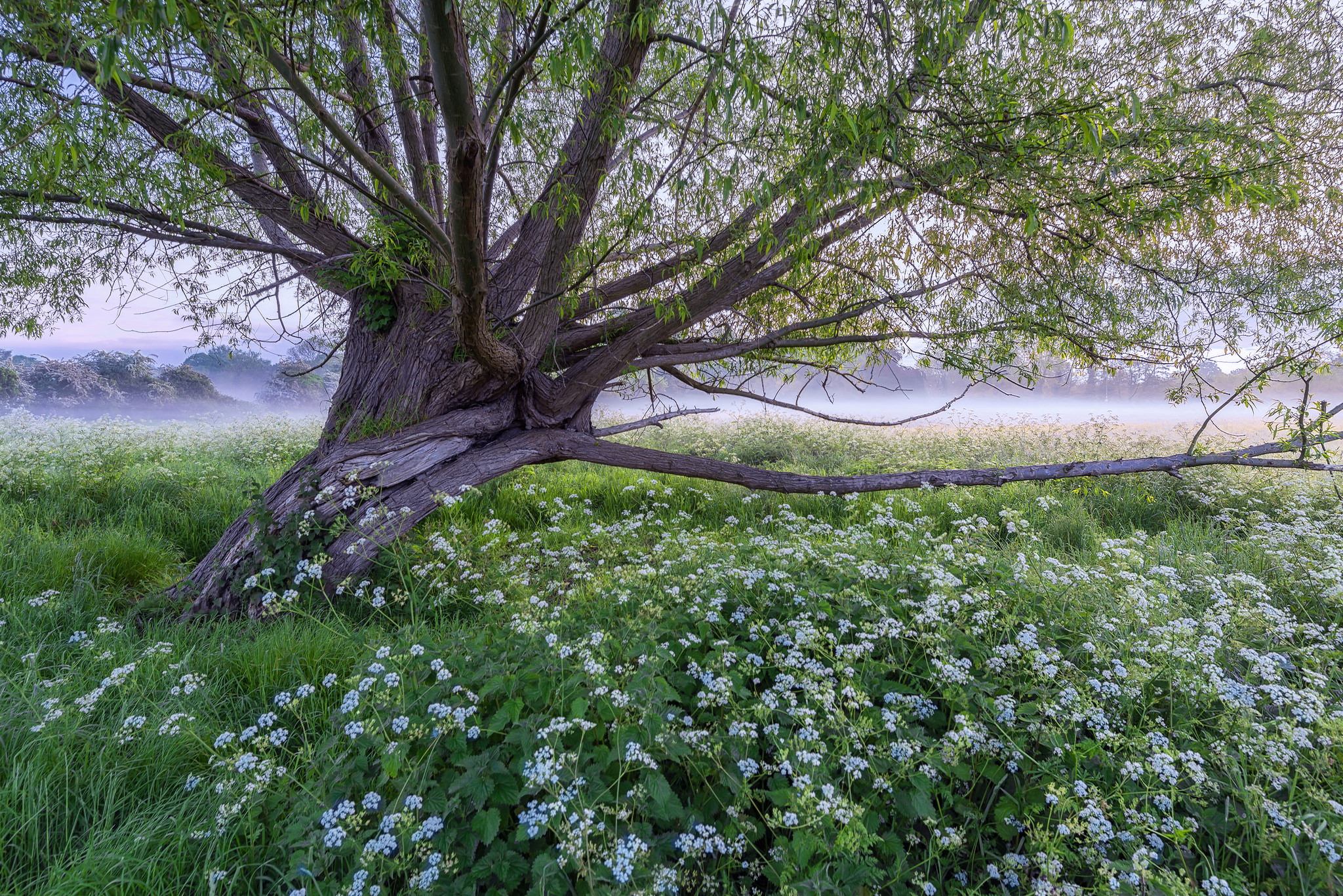 Free download wallpaper Trees, Flower, Tree, Earth, Field, Spring on your PC desktop