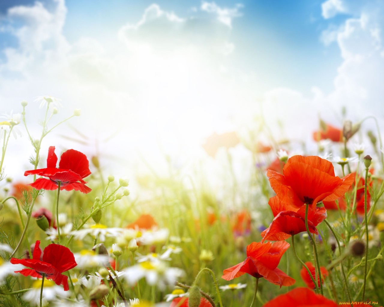 Download mobile wallpaper Plants, Sun, Clouds, Flowers, Poppies for free.