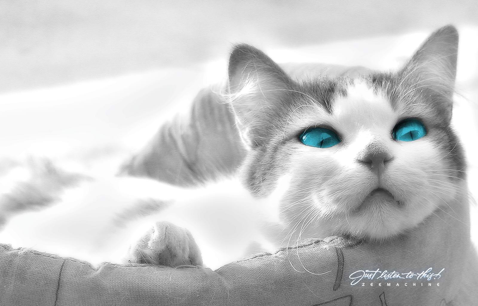 Handy-Wallpaper Katze, Blaue Augen, Katzen, Tiere kostenlos herunterladen.