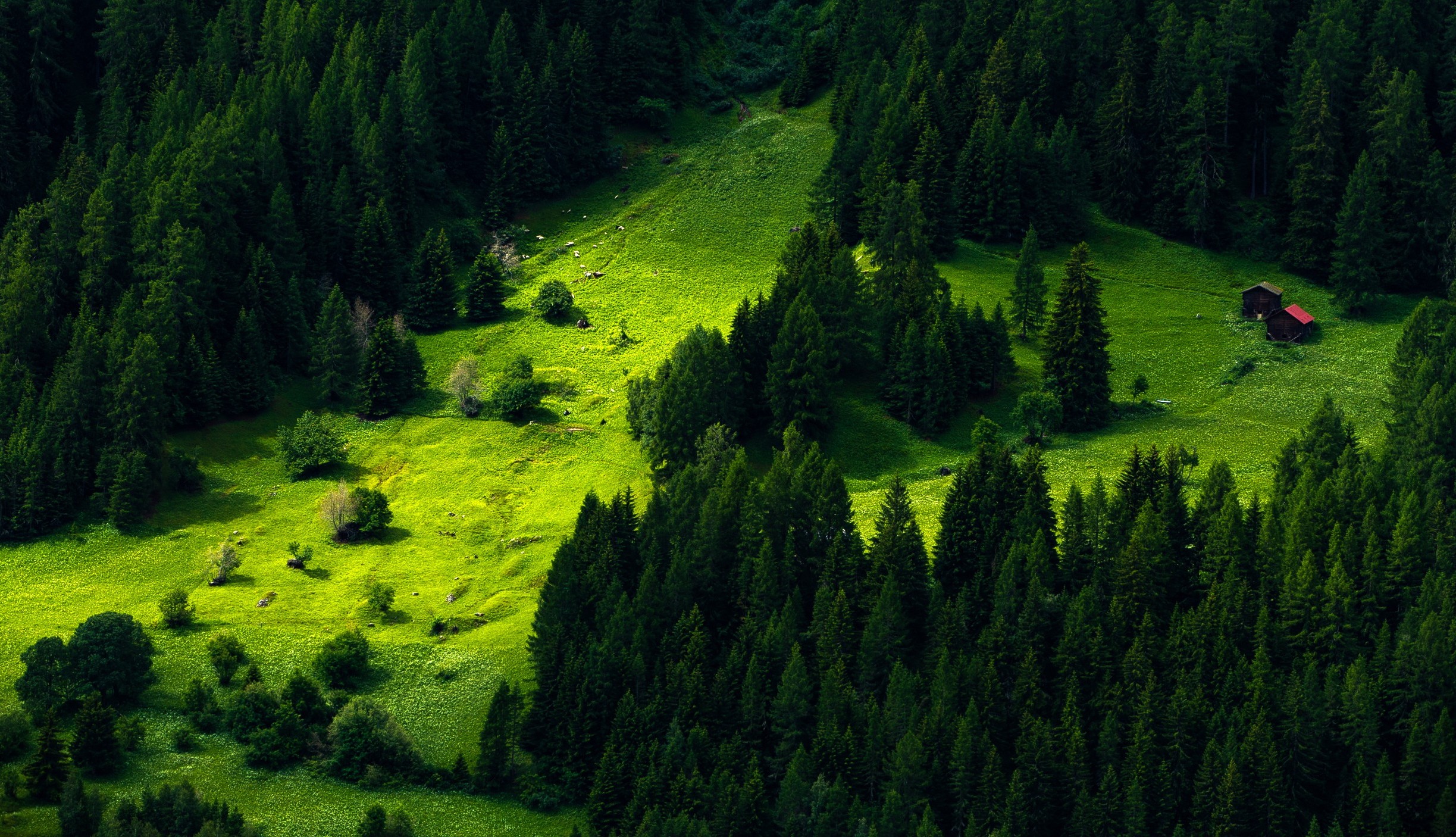 green, earth, forest, mountain, pine, tree