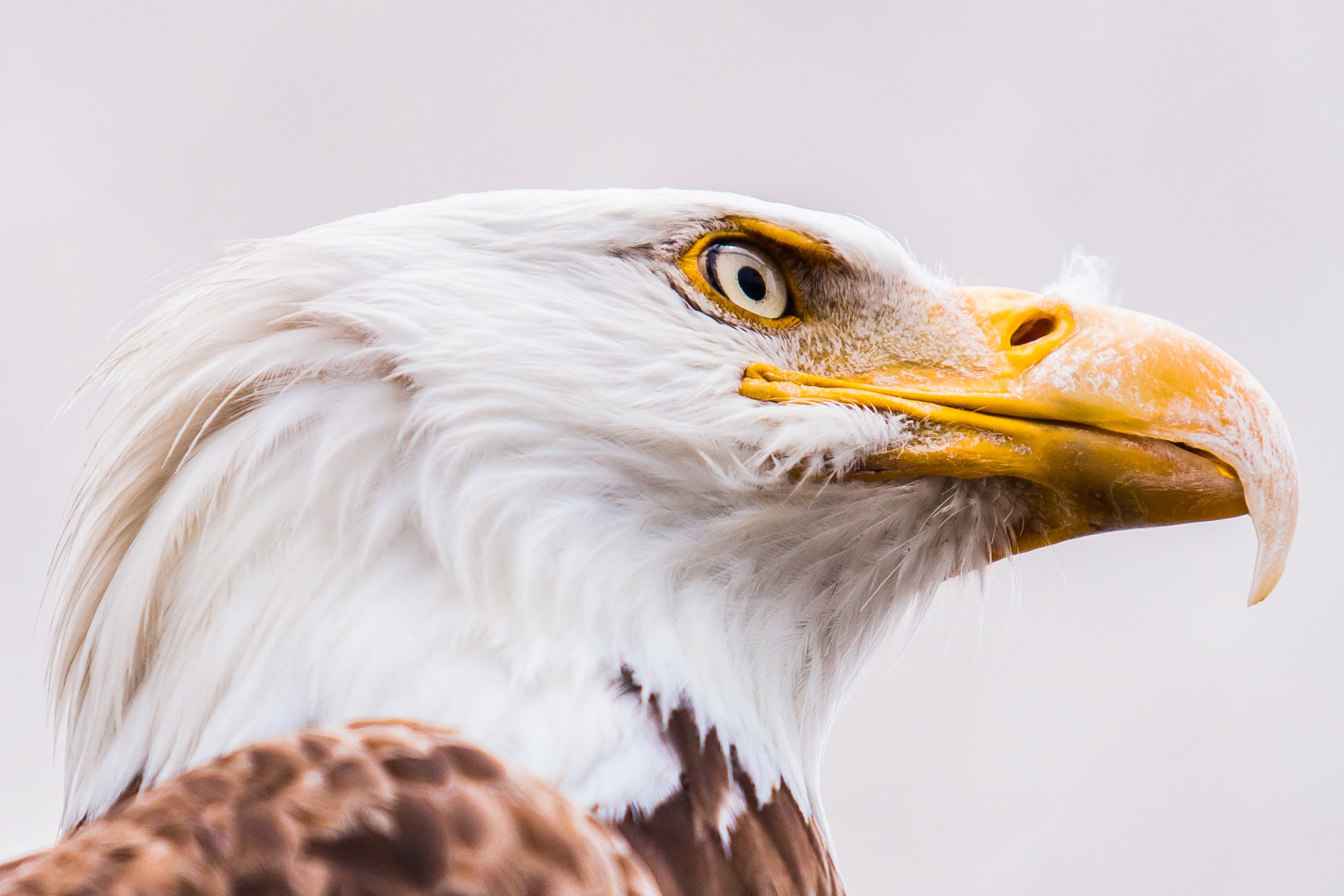 Download mobile wallpaper Birds, Bird, Beak, Close Up, Animal, Eagle, Bald Eagle for free.