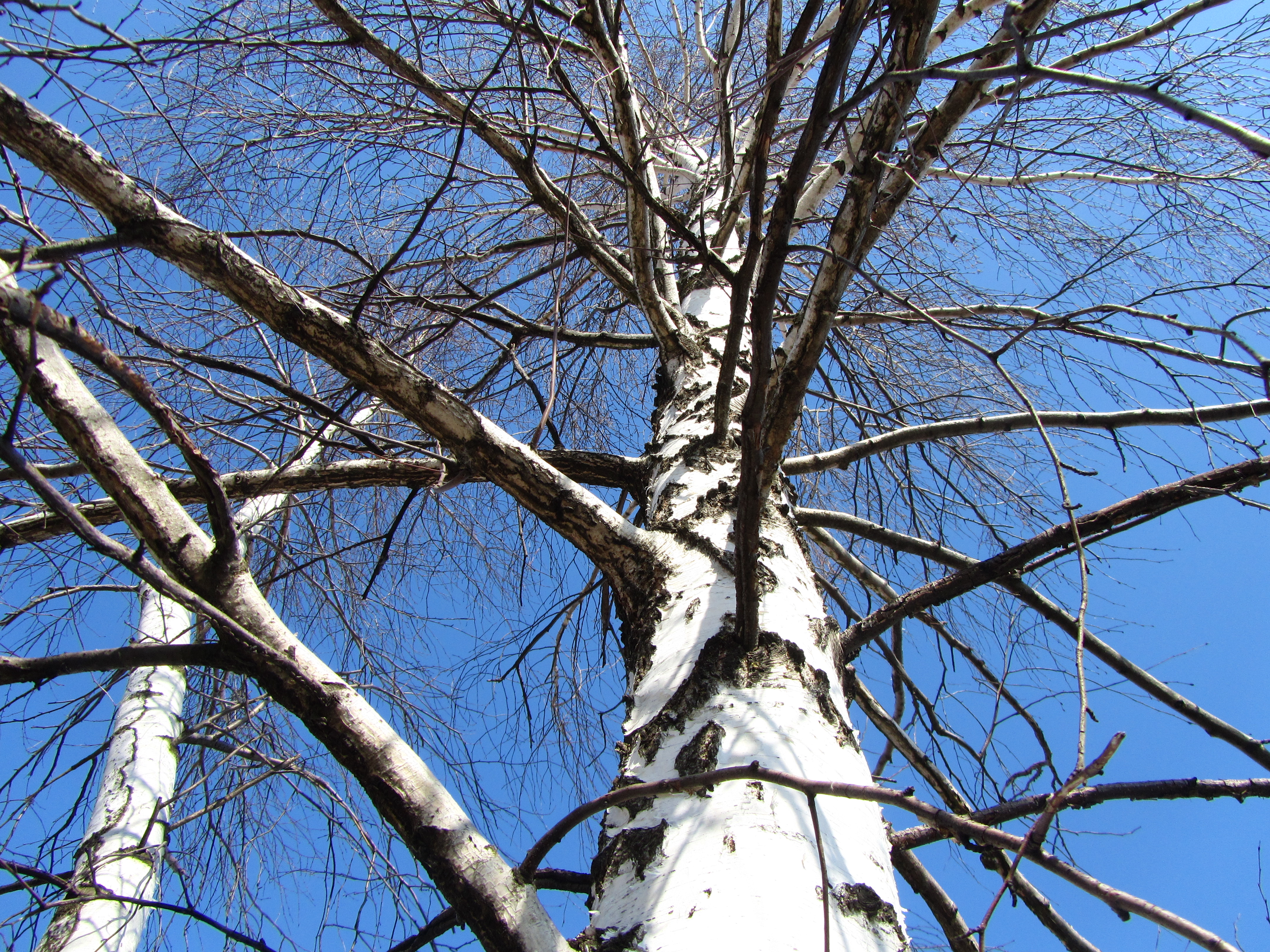 Handy-Wallpaper Baum, Erde/natur kostenlos herunterladen.