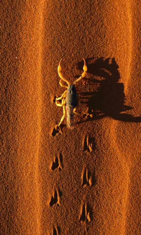 Download mobile wallpaper Animal, Scorpion for free.