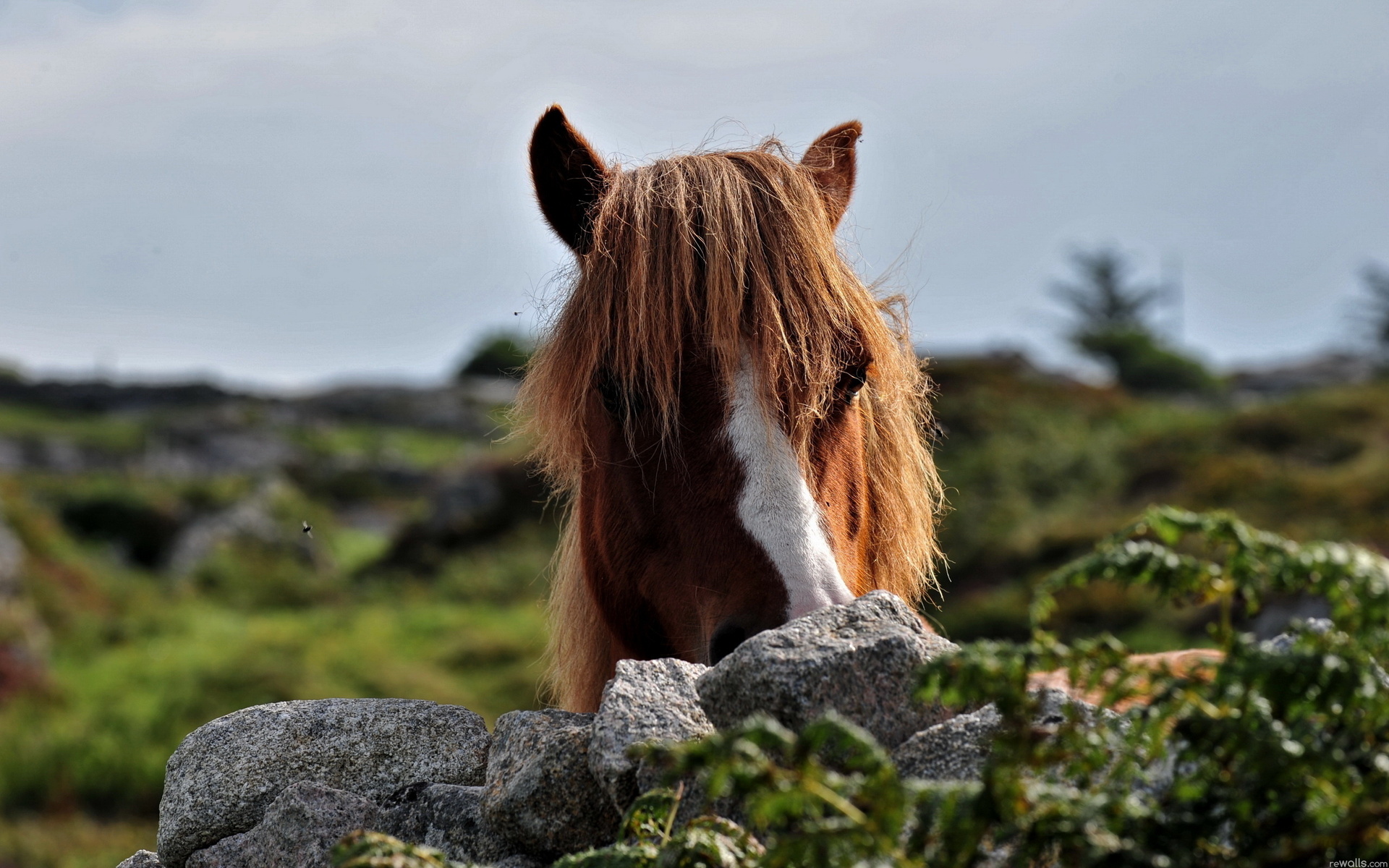 Baixar papel de parede para celular de Animais, Cavalo gratuito.