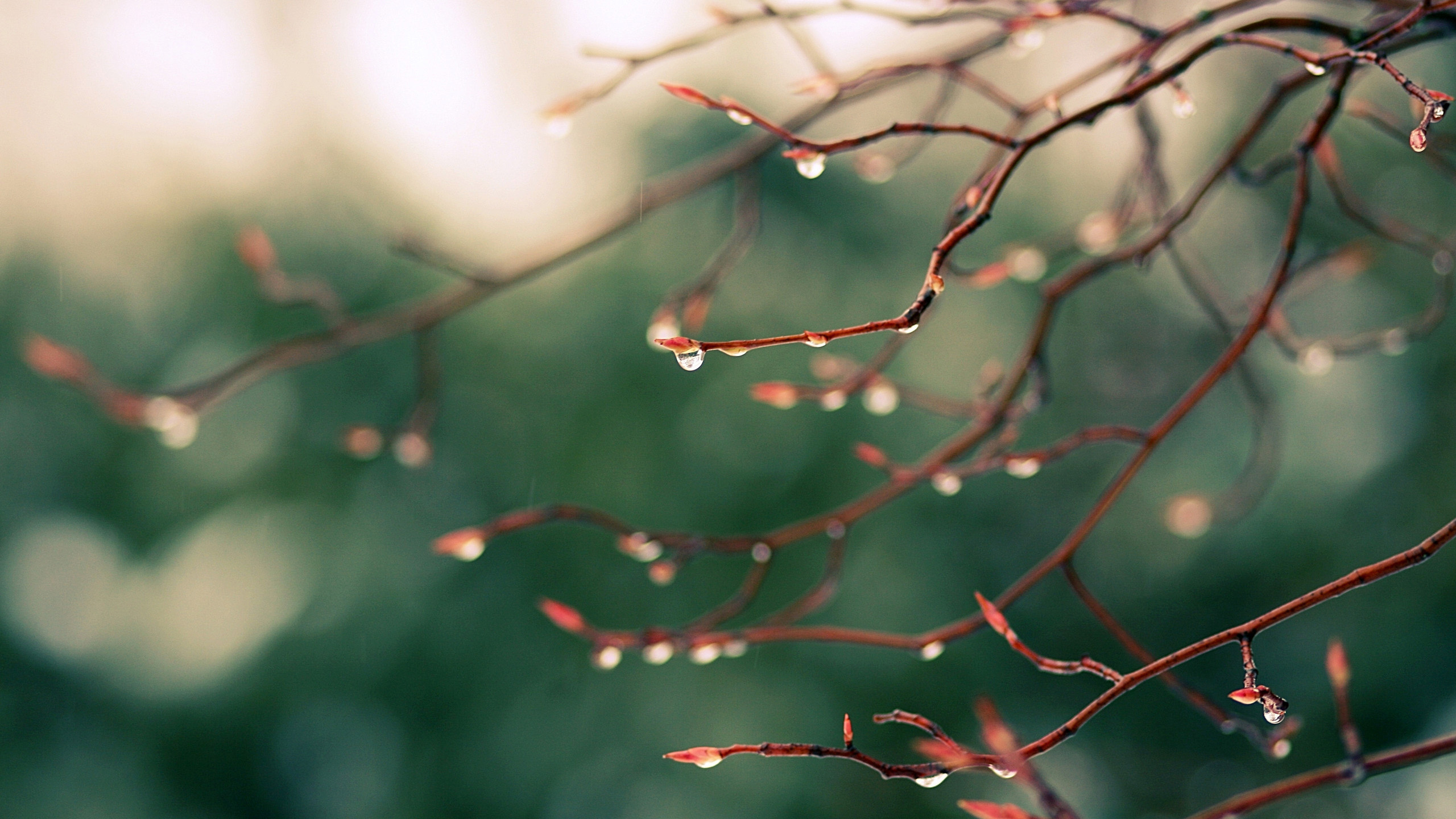 Descarga gratis la imagen Tierra/naturaleza, Gota De Agua en el escritorio de tu PC