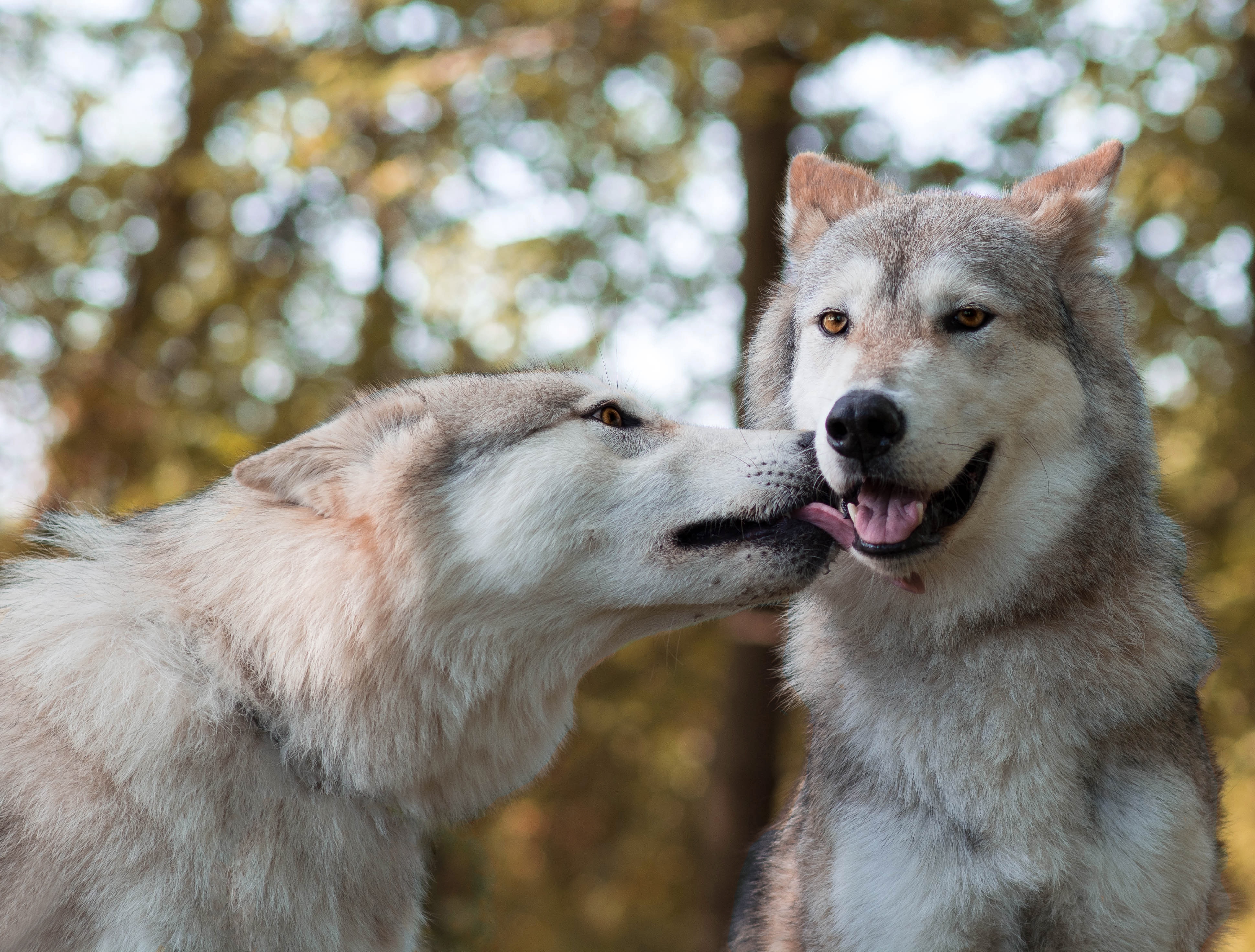 Download mobile wallpaper Wolf, Animal, Bokeh, Depth Of Field, Wolves for free.