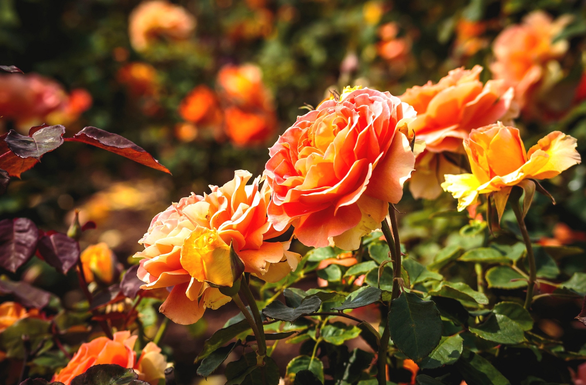 462171 Bildschirmschoner und Hintergrundbilder Blumen auf Ihrem Telefon. Laden Sie  Bilder kostenlos herunter