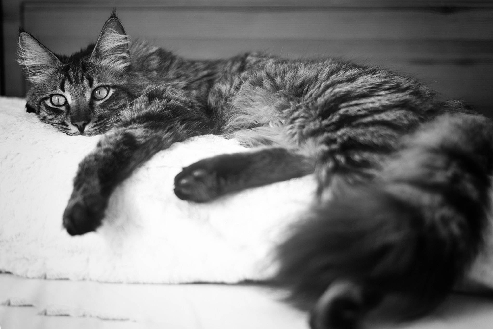 Download mobile wallpaper Cats, Cat, Animal, Black & White for free.