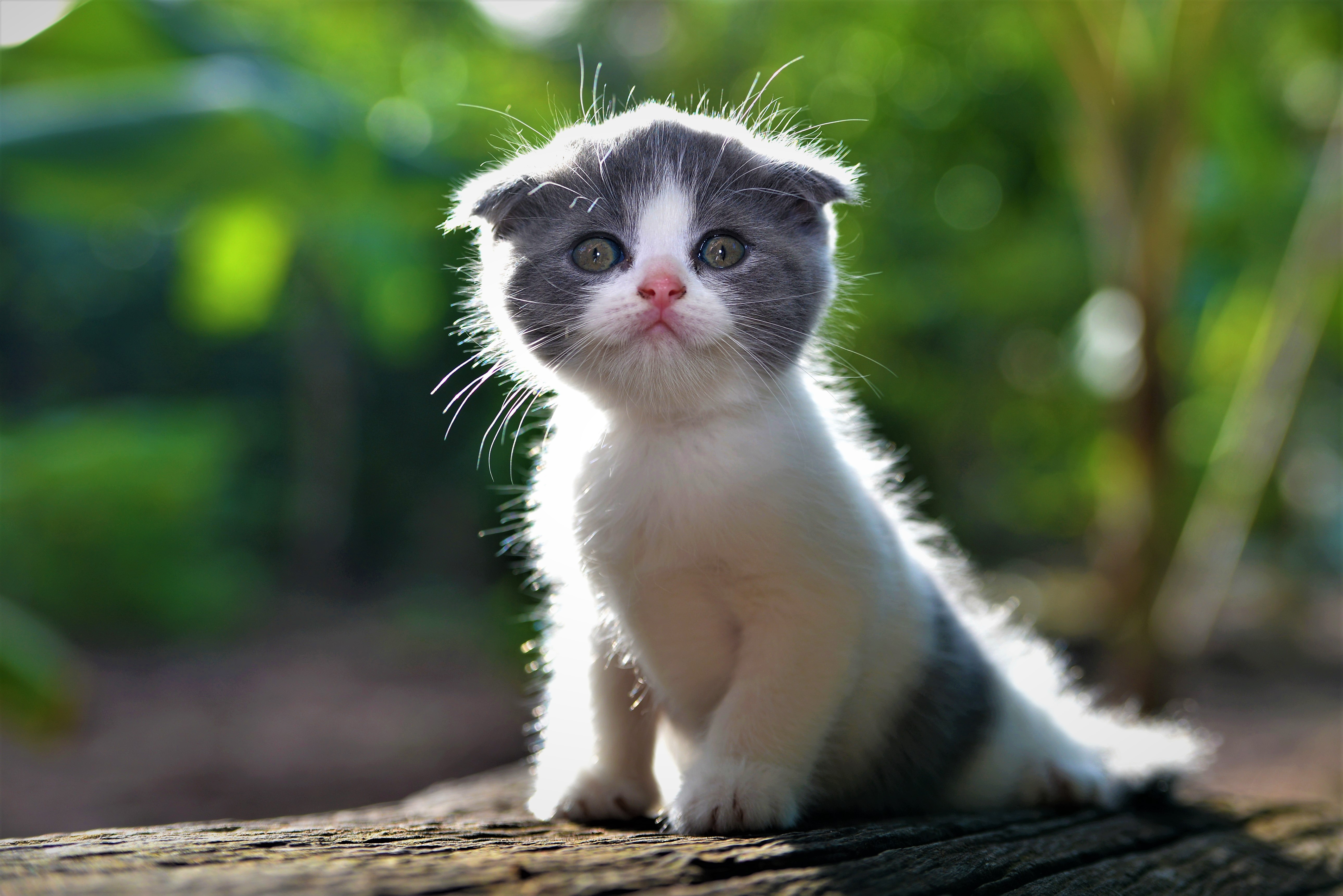 PCデスクトップに動物, ネコ, 猫, 子猫, 可愛い, 赤ちゃん動物画像を無料でダウンロード