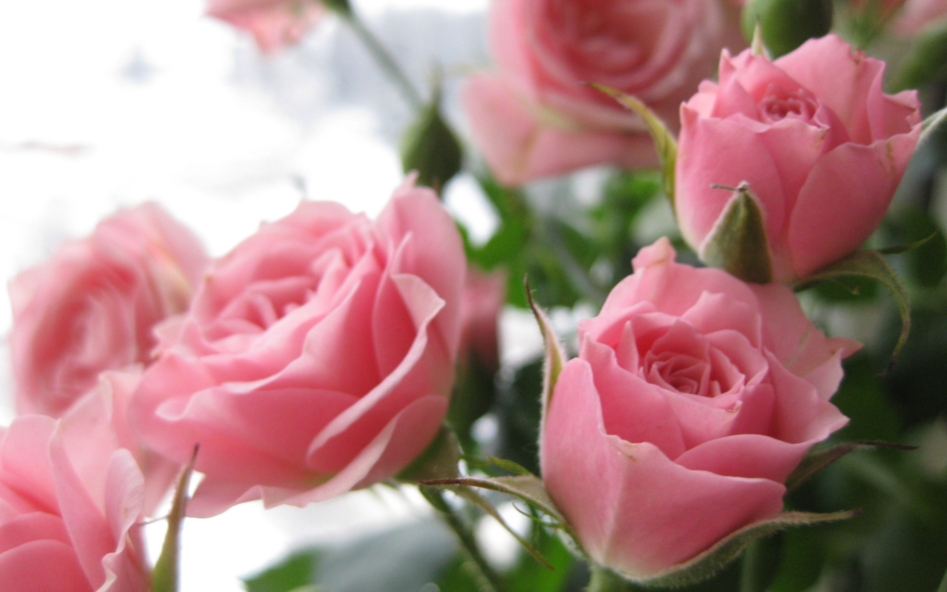 Скачать обои бесплатно Розы, Цветы, Растения картинка на рабочий стол ПК