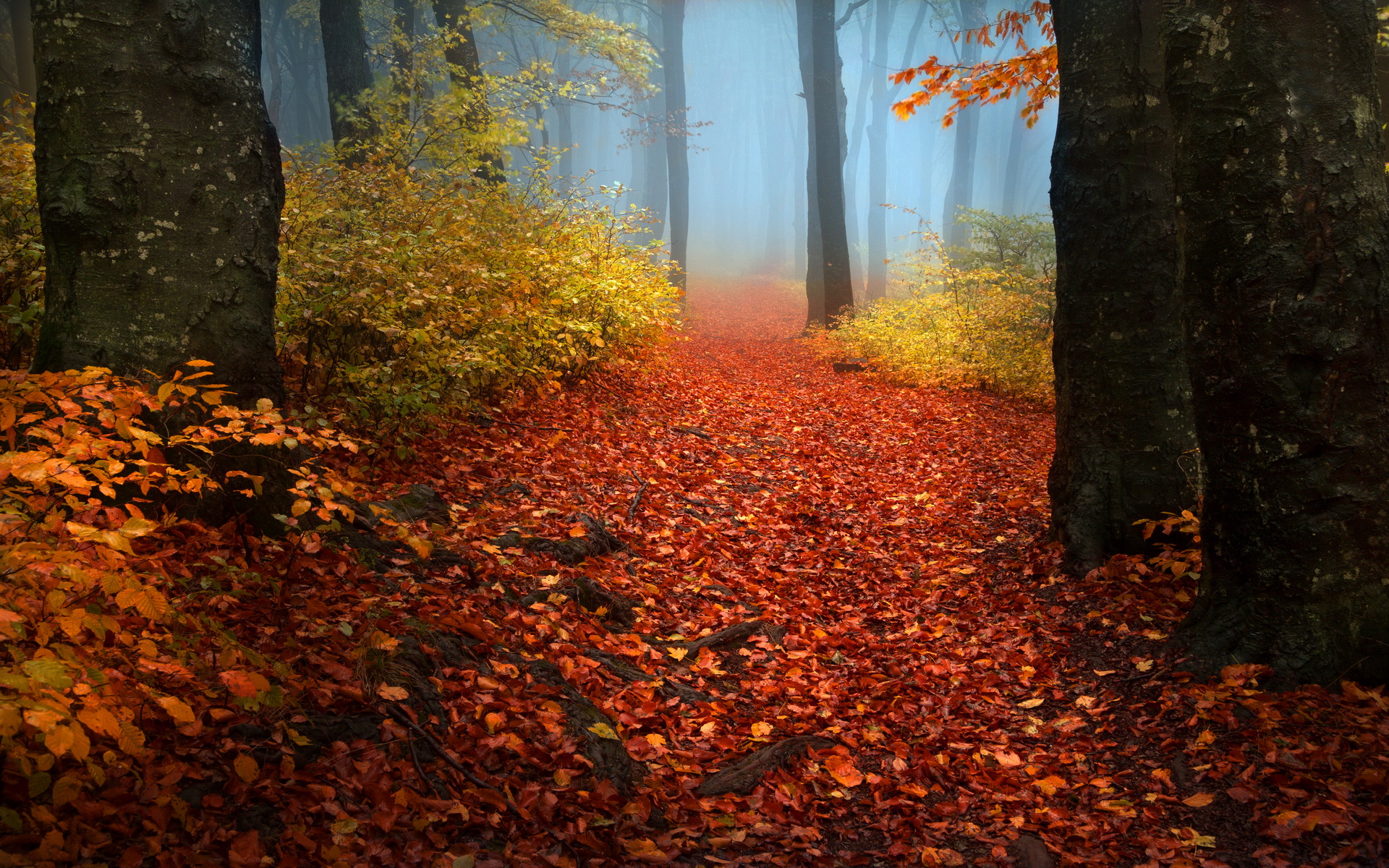 Free download wallpaper Fall, Earth on your PC desktop