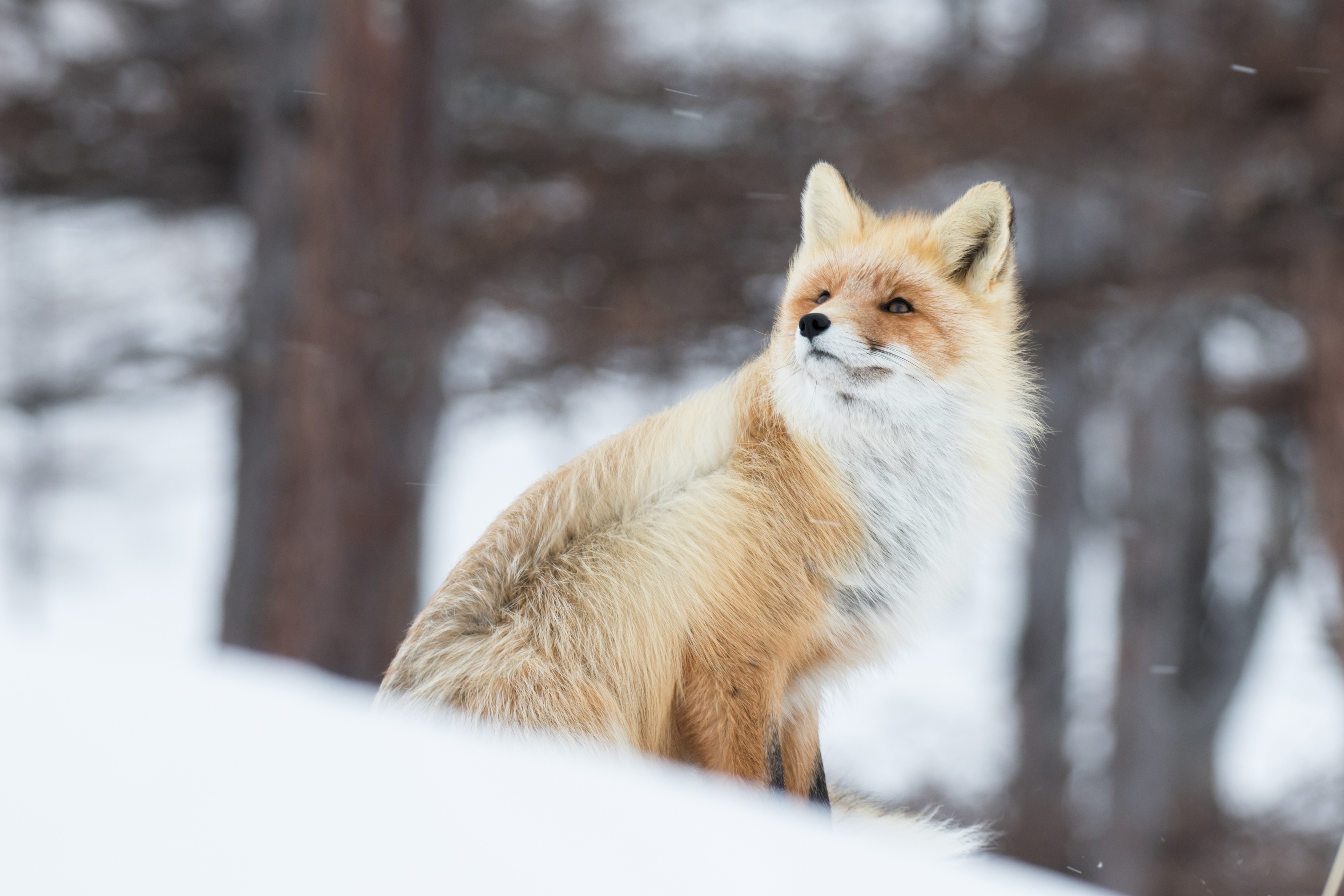 Handy-Wallpaper Tiere, Fuchs kostenlos herunterladen.