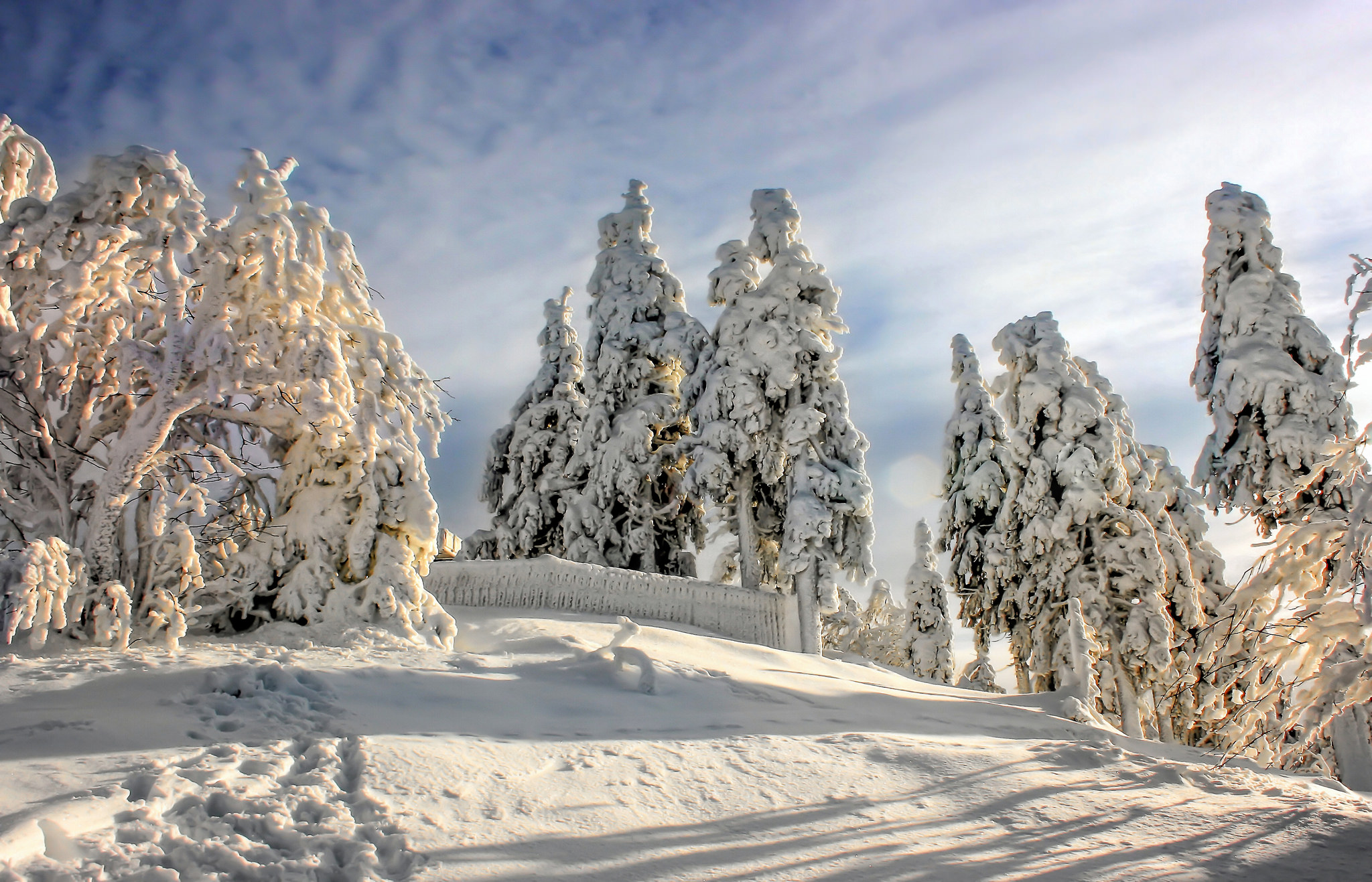 Скачать картинку Зима, Природа, Дерево, Белый, Фотографии в телефон бесплатно.