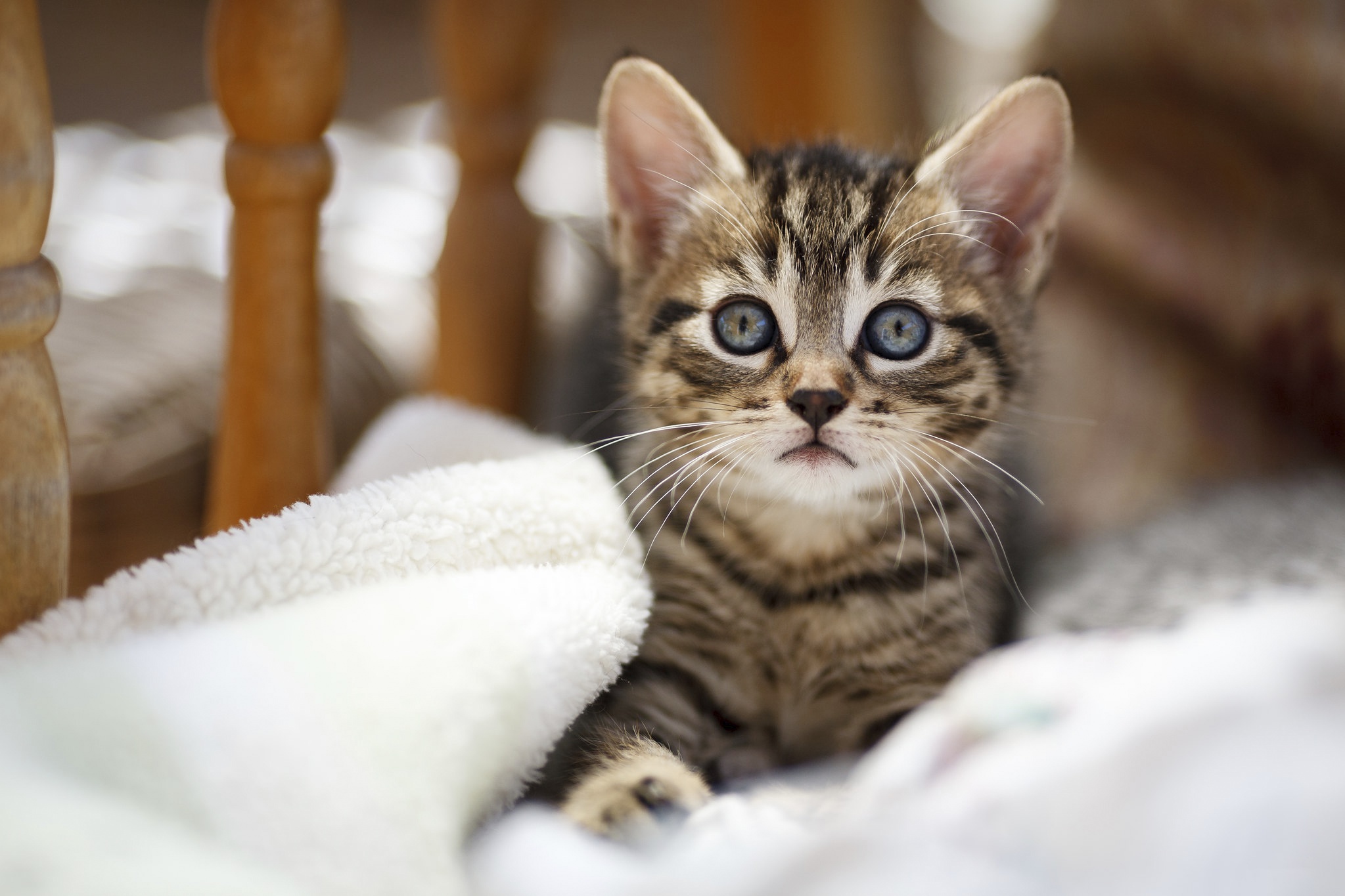 無料モバイル壁紙動物, ネコ, 猫, 子猫, 赤ちゃん動物をダウンロードします。